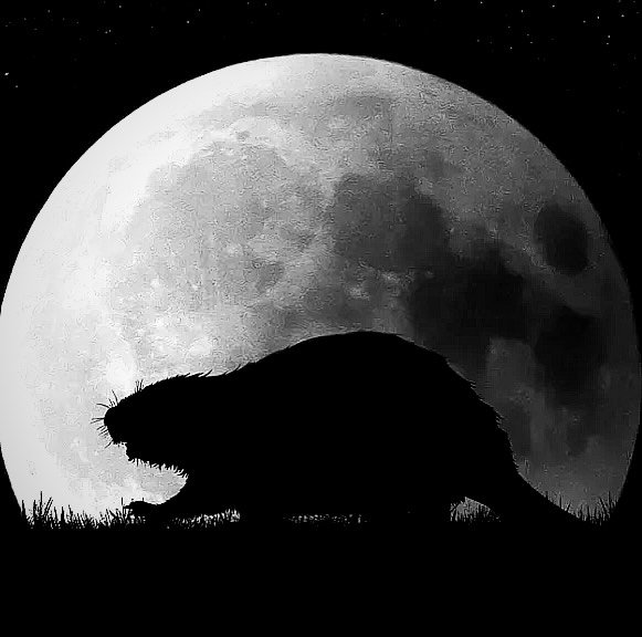🌕 FULL MOON - 5th November 🌕

🦫 Tomorrow&rsquo;s Full Beaver Moon carries the wisdom of the ancestors &mdash; a time of protection, preparation, and inner strength in Native American and Celtic traditions. Use this moon to cleanse your space, rein