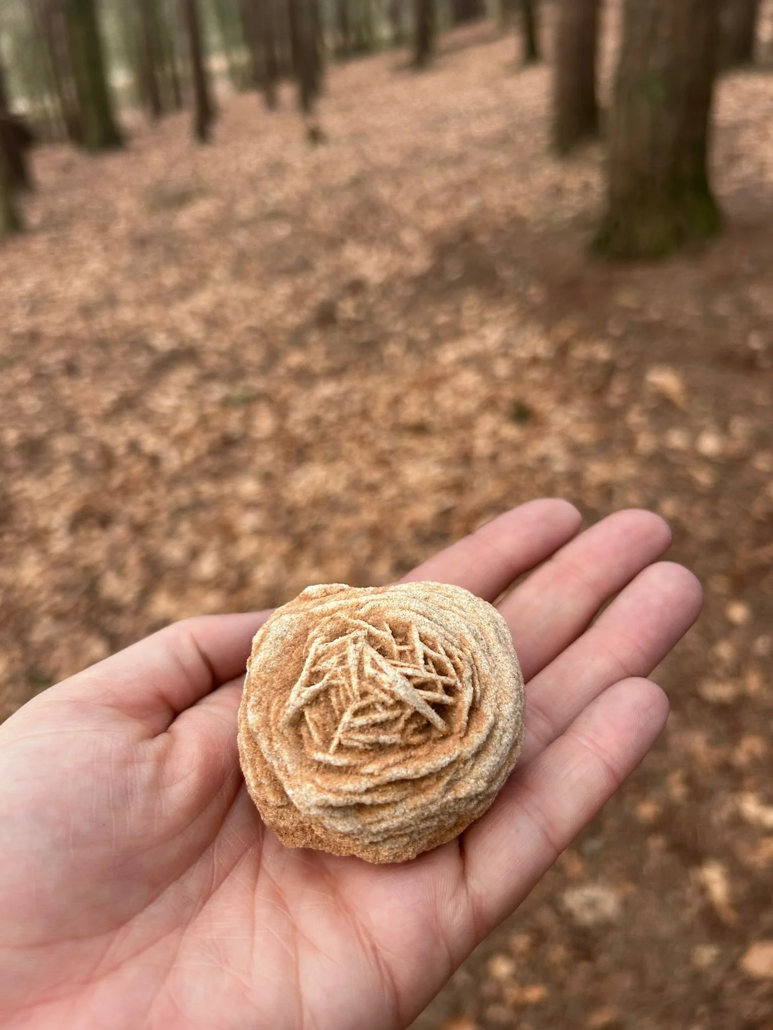 Dessert Rose Forest.jpeg