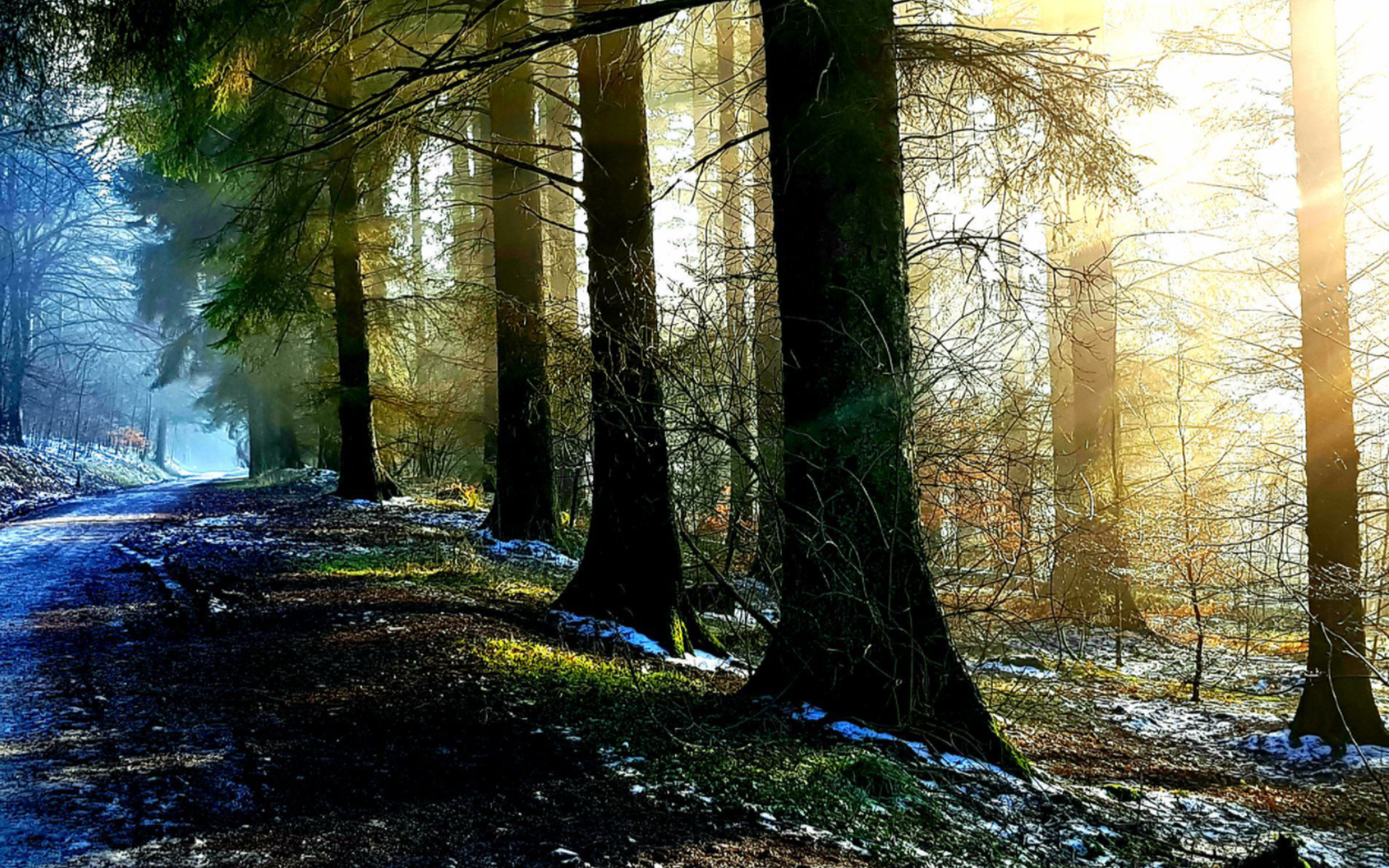 Winter Solstice: A Pause at the Root