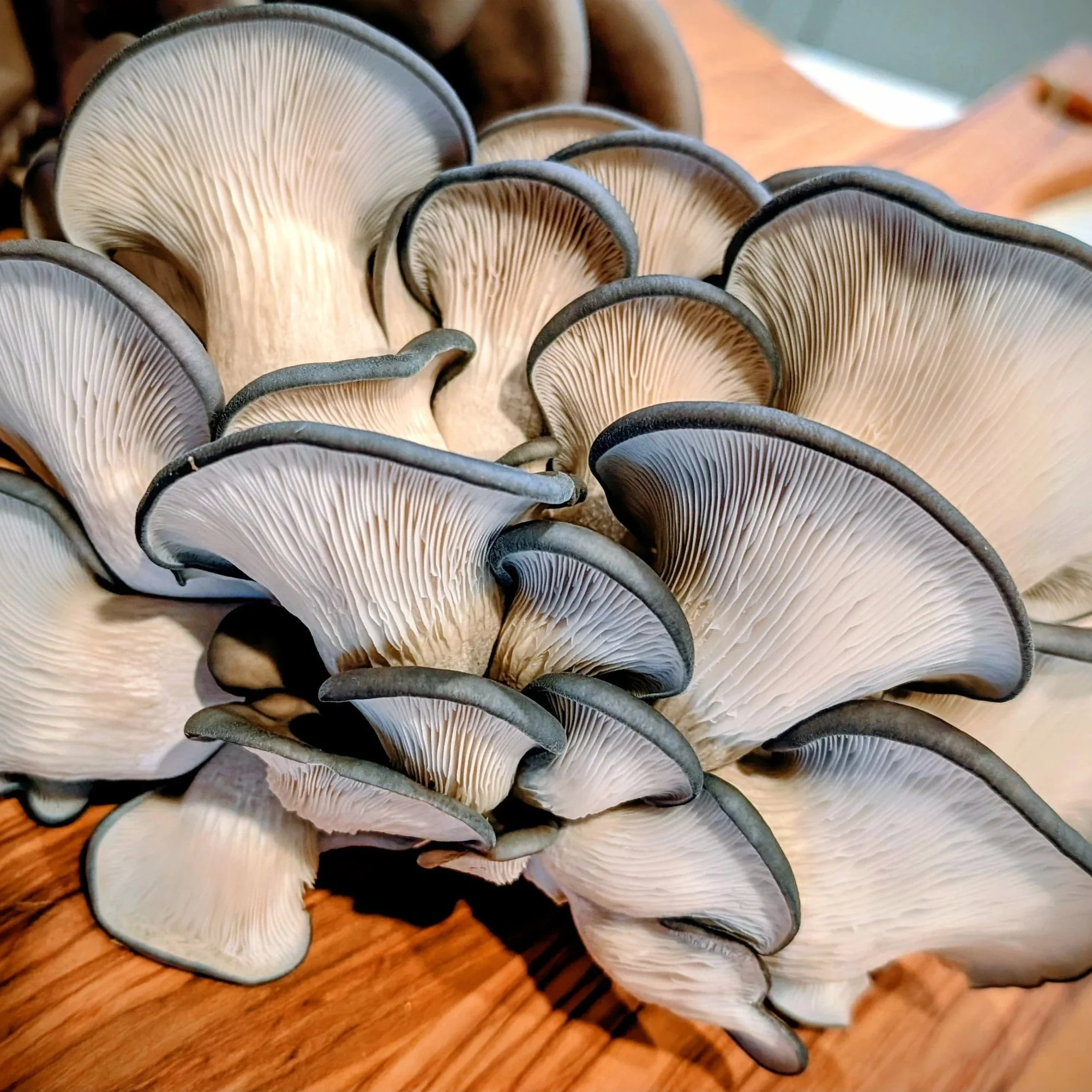 Fresh Blue Oyster Mushrooms - approx. 100g