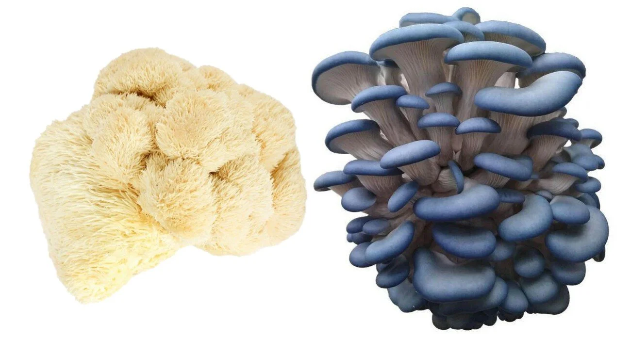 lionsmane and blue oyster.jpg