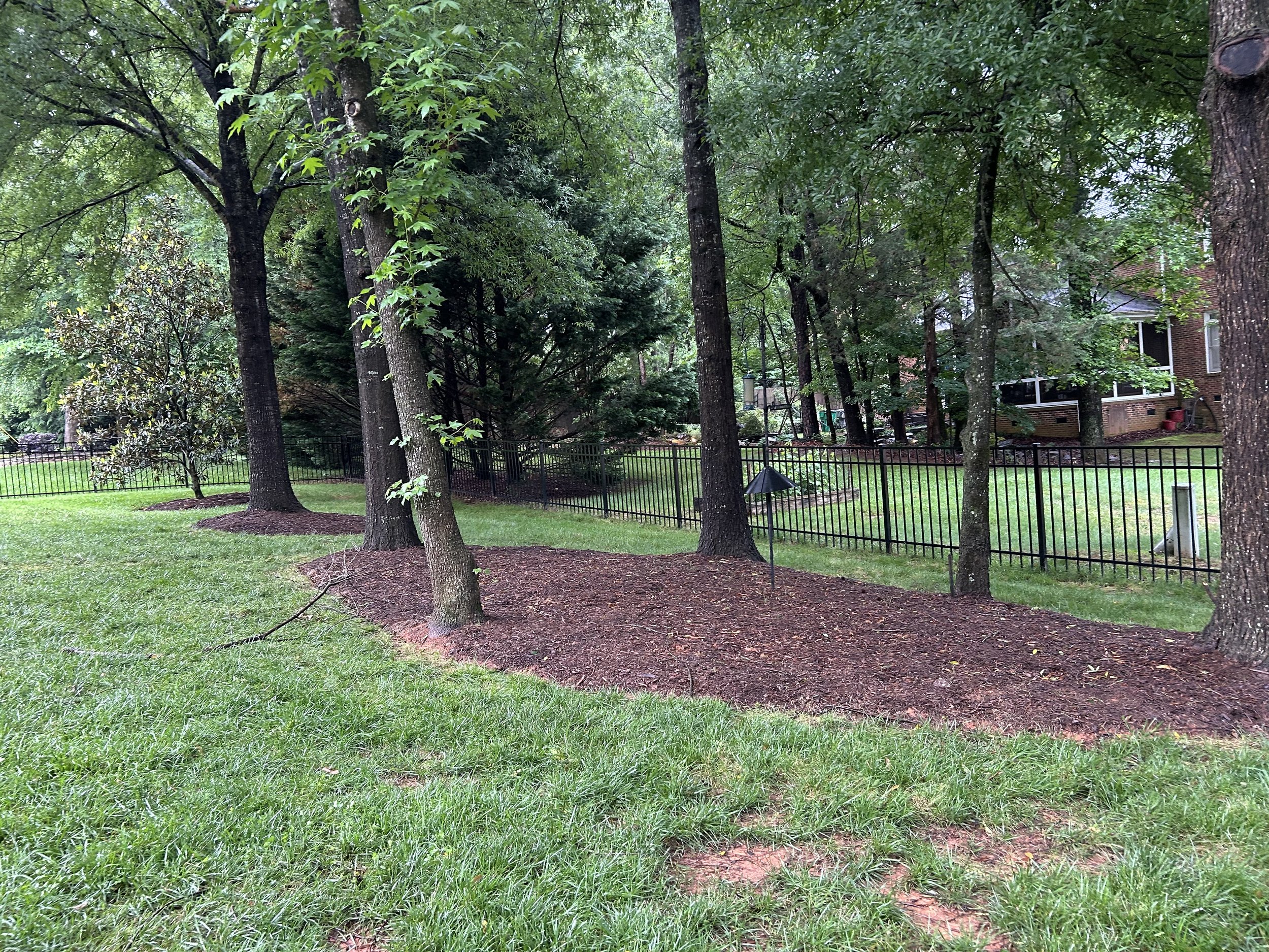 A backyard with green grass, several trees, a black metal fence, and a house in the background.