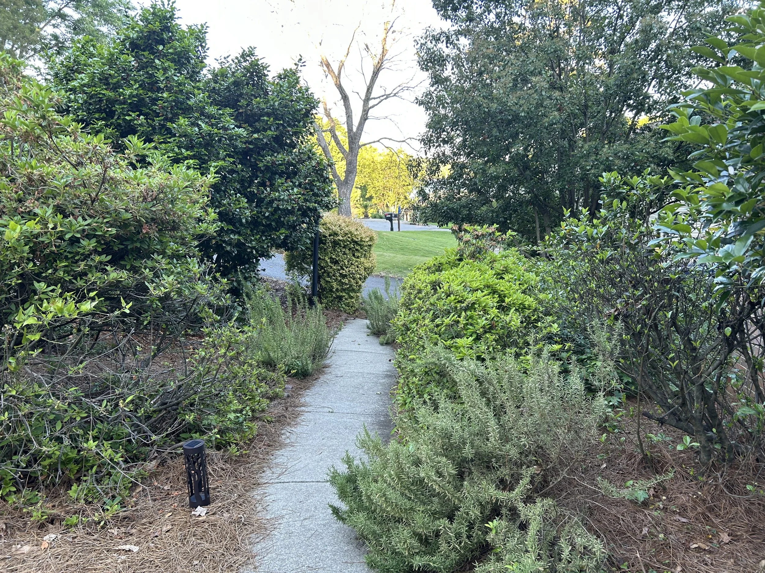 A sidewalk running through a lush garden with various green bushes and small plants on both sides, leading to a grassy area with trees and a trash bin in the background.