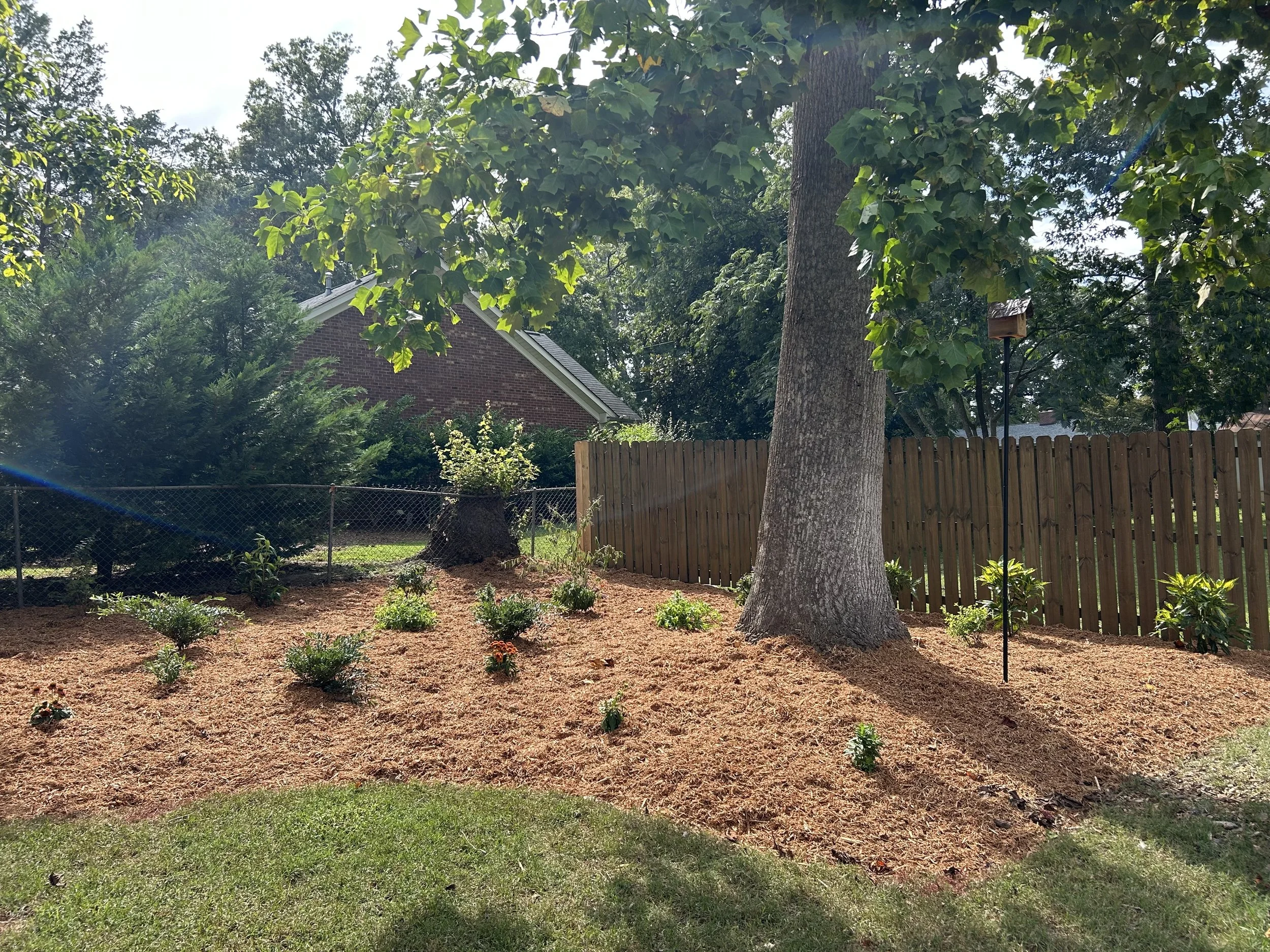 A backyard with a large tree, a newly planted garden bed with small shrubs, a wooden fence, and a house with a brick exterior in the background.