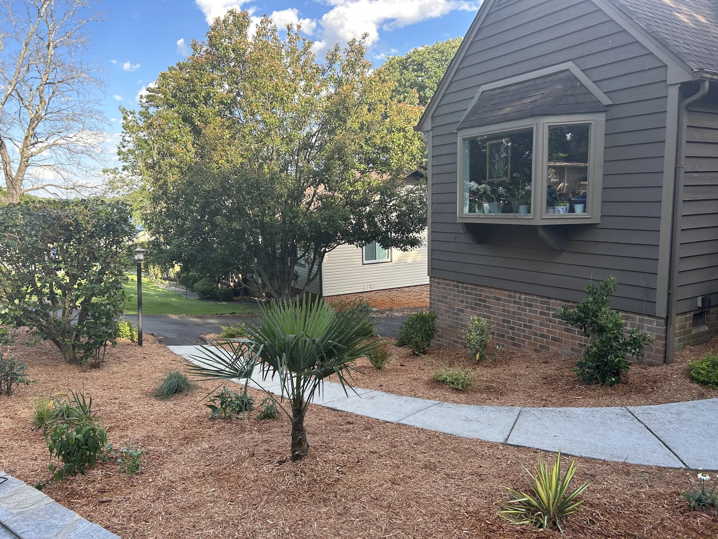 Front yard with mulch, small palm trees, bushes, a sidewalk, and a gray house with a large bay window on a sunny day.