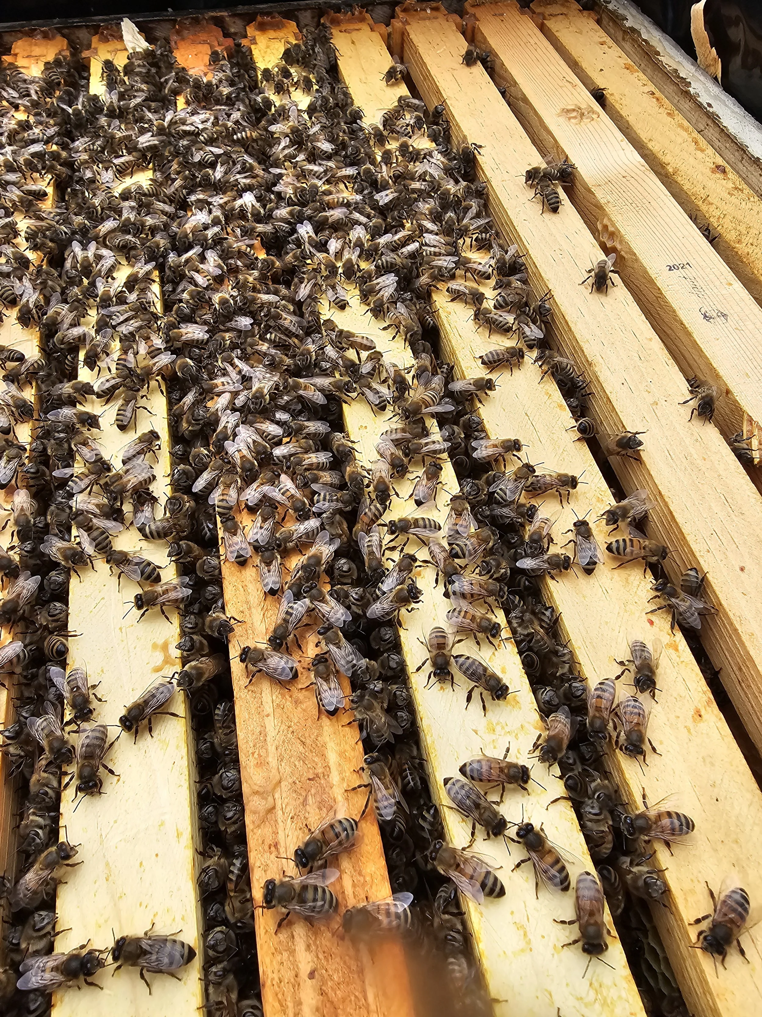 Inside the hive on Feb. 4th 2025