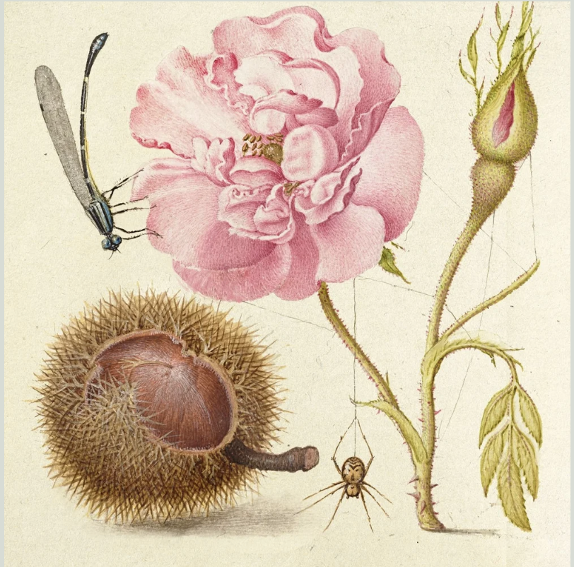 Alkemie ~ Florilegium A Botanical Bouquet