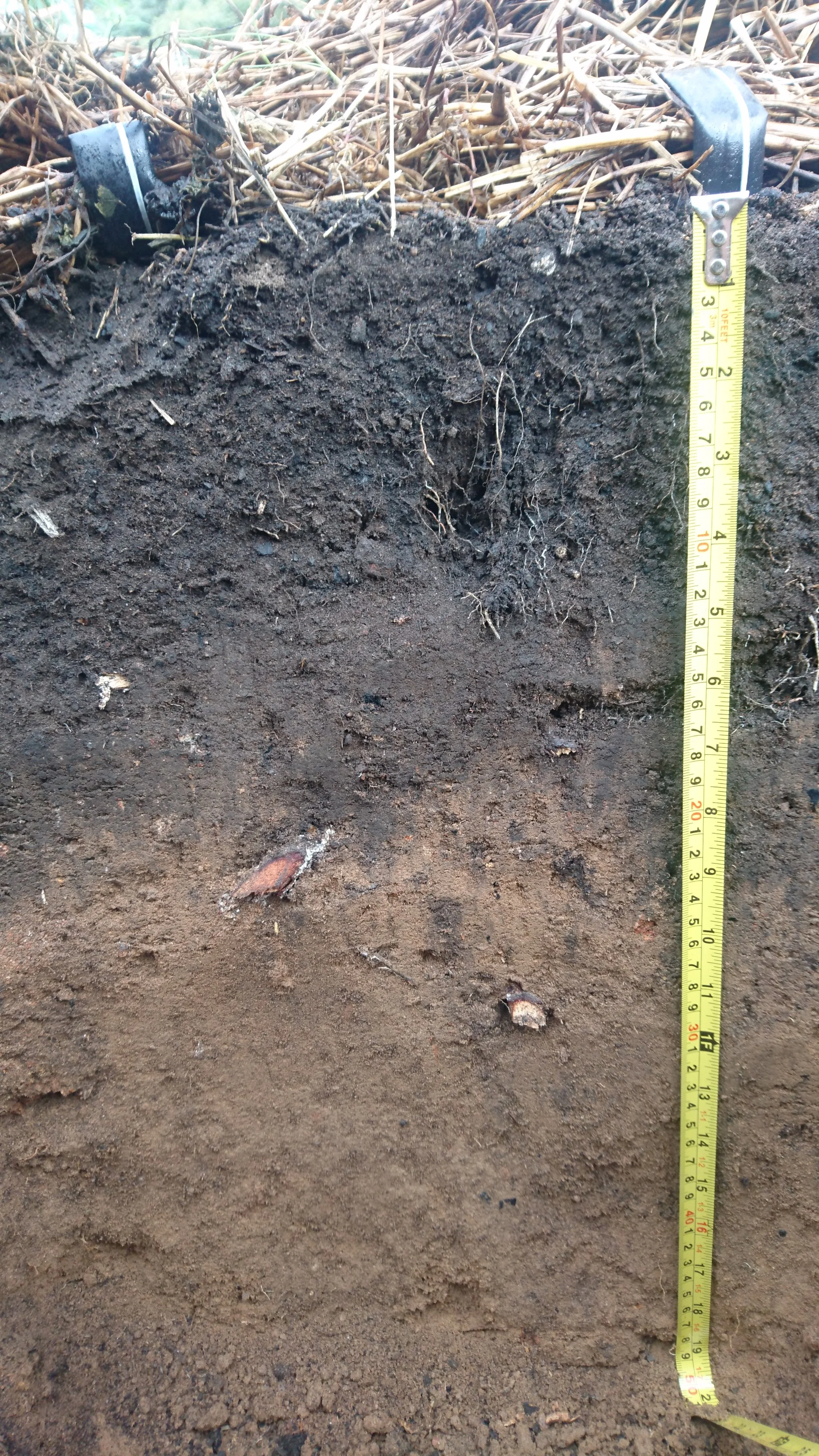 Cross-section of soil showing the topsoil filled with organic material and the subsoil below, with a measuring tape alongside for scale.