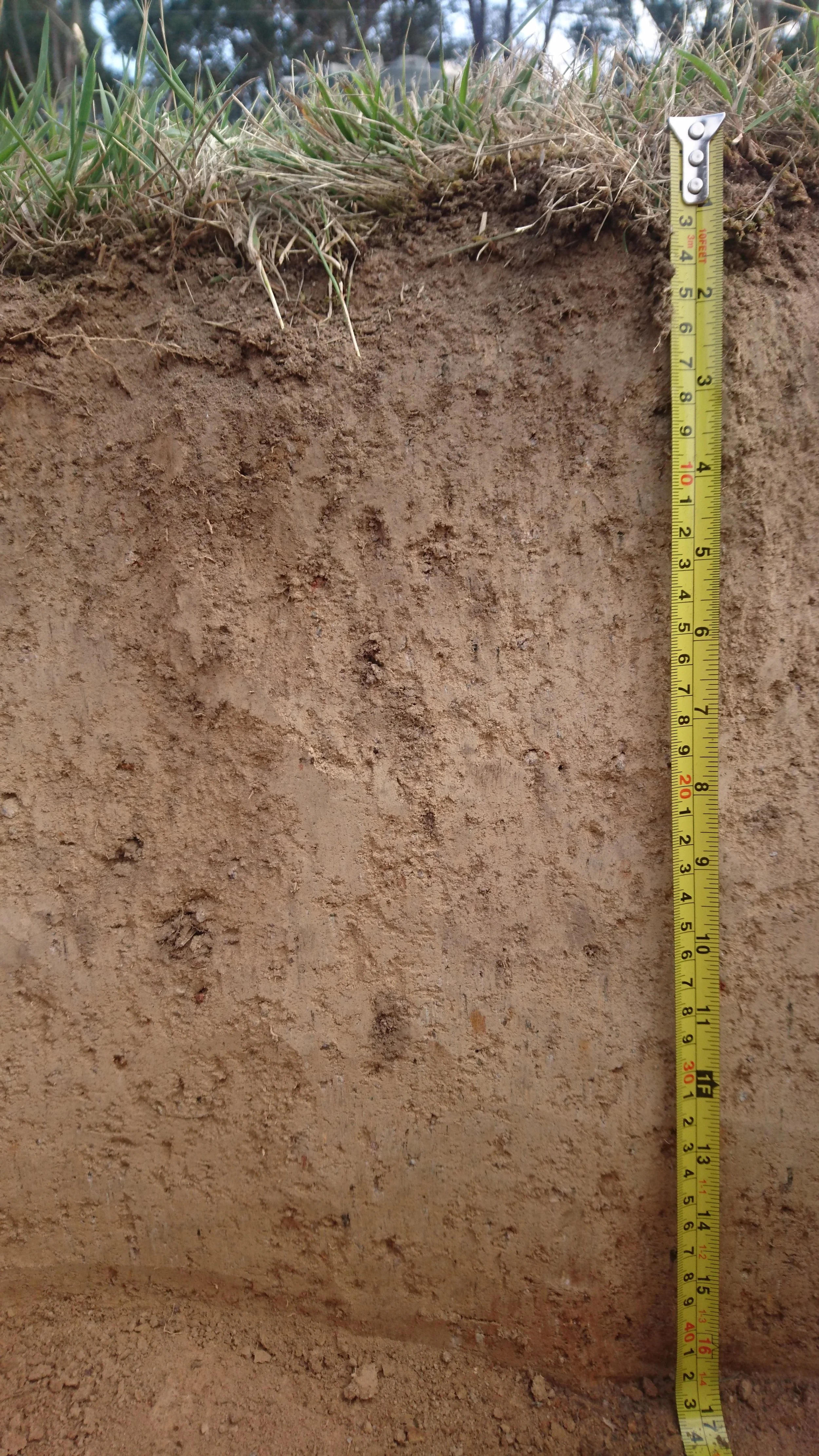 Close-up photo of a soil cross-section with a measuring tape showing approximately 15 inches, with grass at the top edge.