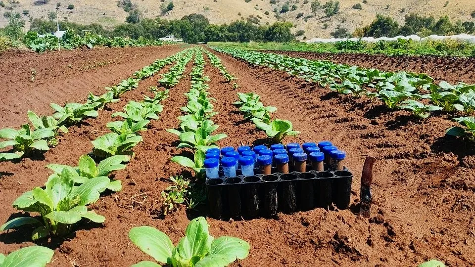 Rows of young green crops growing in a farm field with soil mounds running parallel. A cluster of black and blue plastic tubes is placed in the soil, likely for watering or fertilizing. Hills and trees are visible in the background under a clear sky.