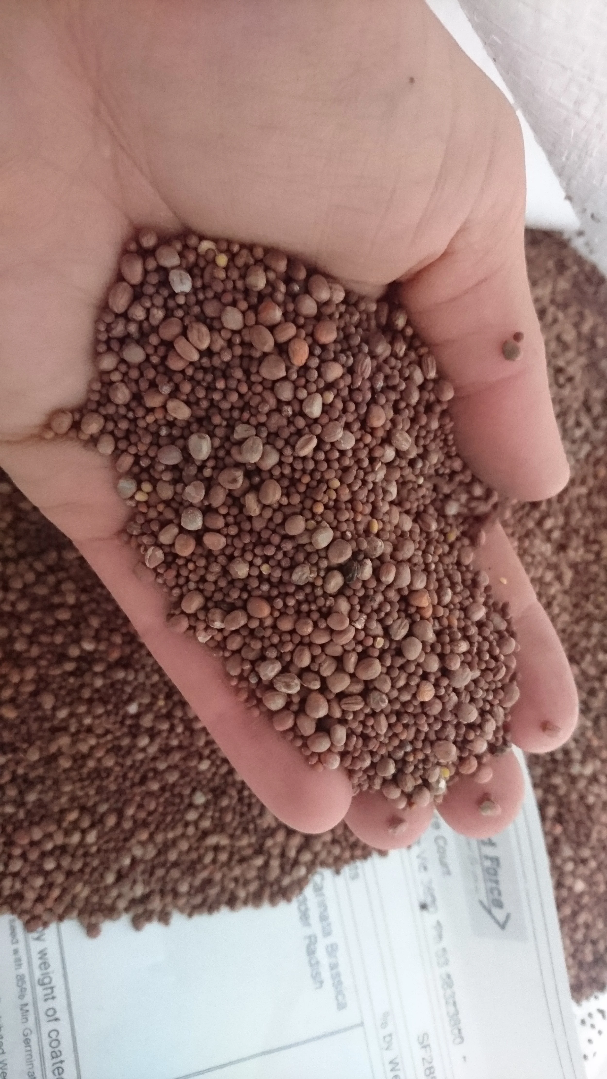 Organic Biofumigant Green Manure Seed Blend (Yellow & Black Mustard)