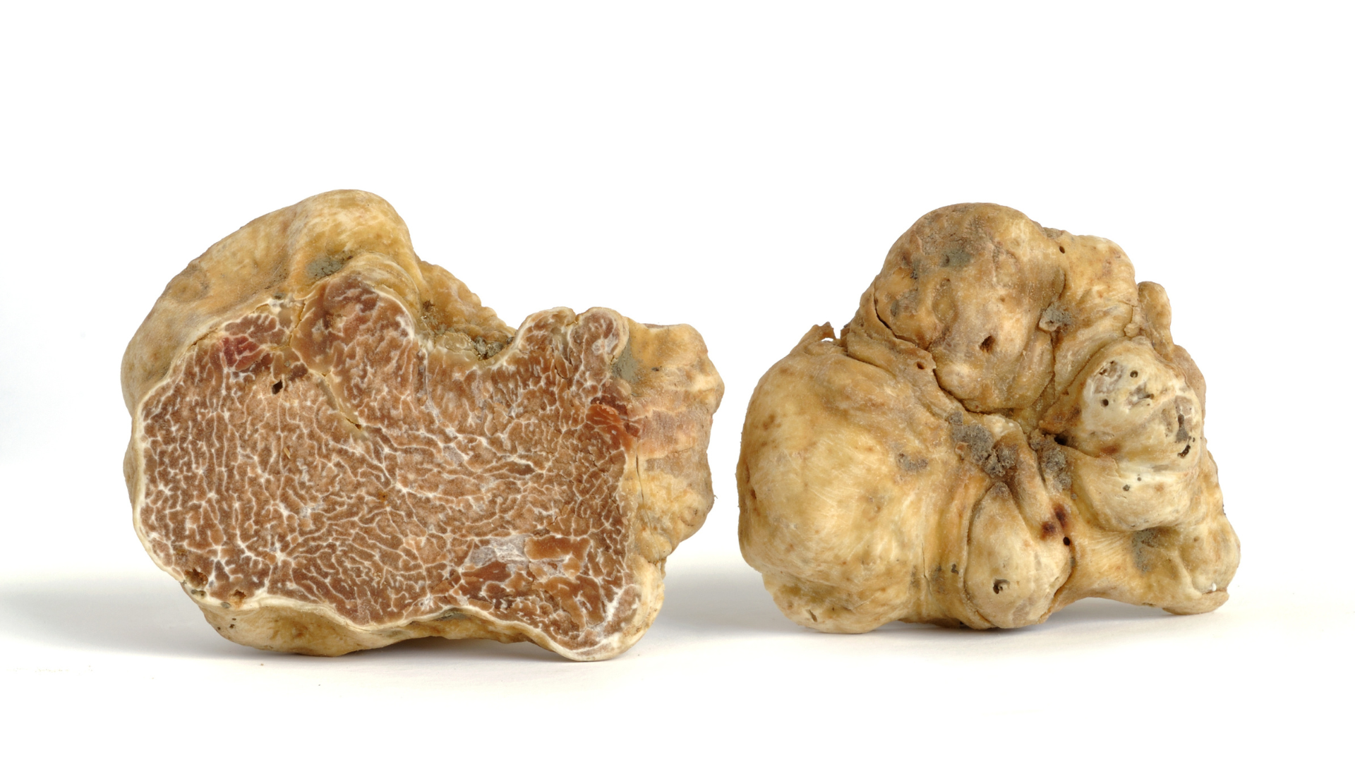 Untitled design-93.png