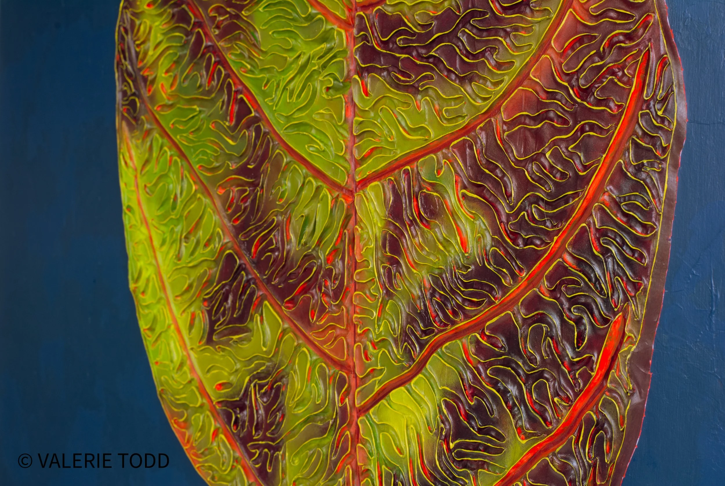 A close-up view of a colorful, Tropical Caladium leaf with intricate vein patterns, vibrant red, green, and yellow hues, and a dark blue background.