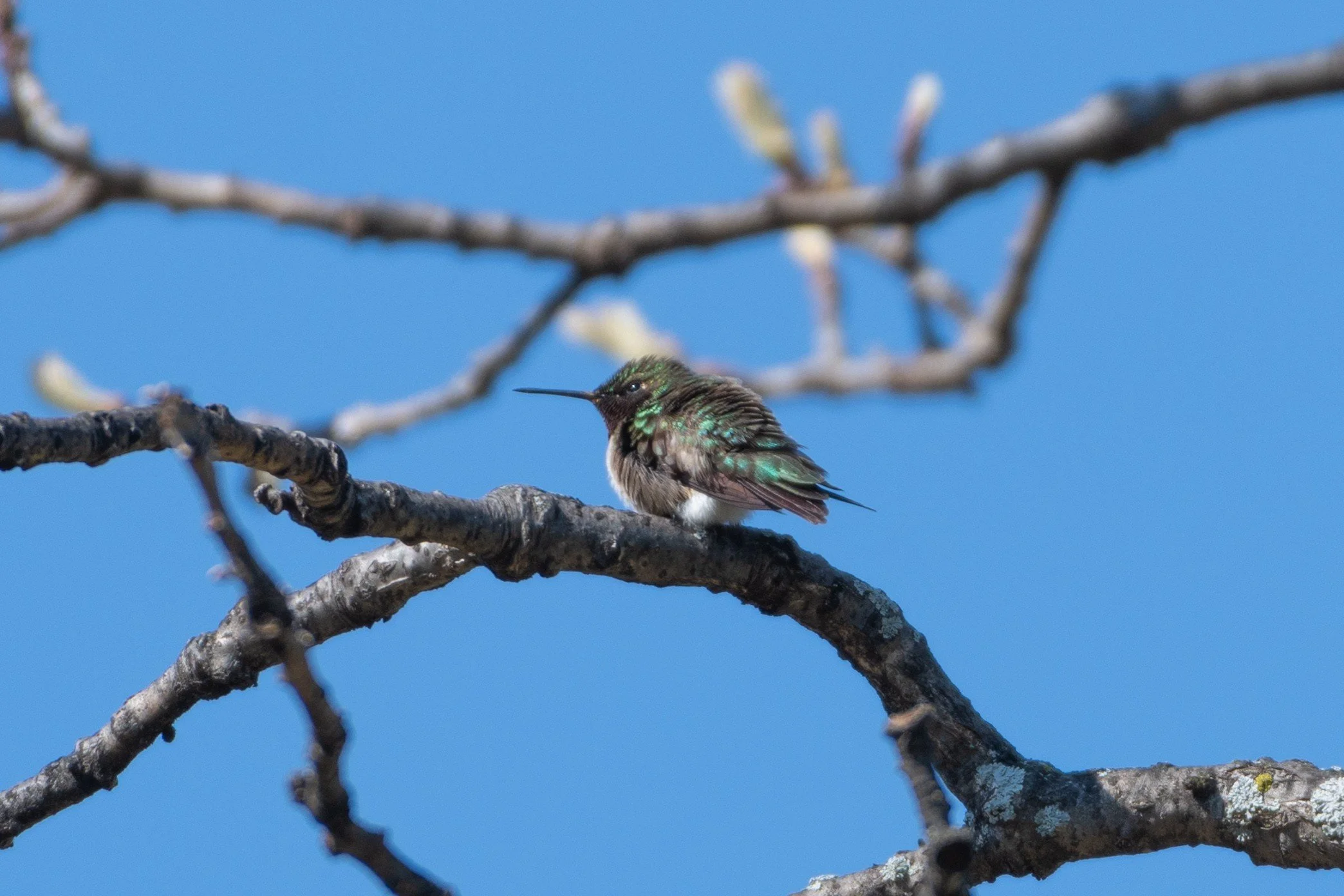 Ruby Throated Hummingbird - Photo by Jeremy Cushman