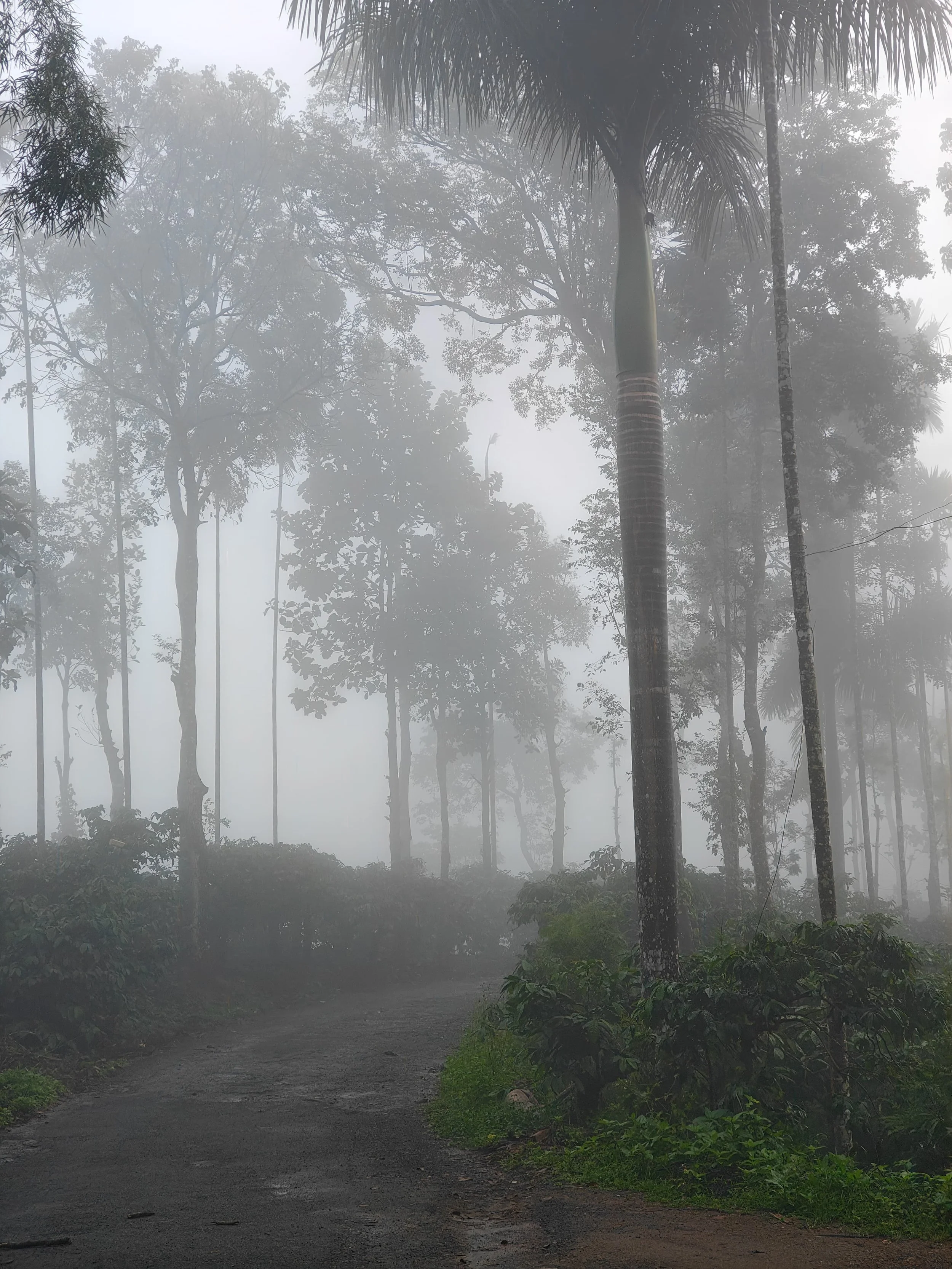 A foggy forest scene with tall trees, green shrubs, and a dirt path winding through the woods.