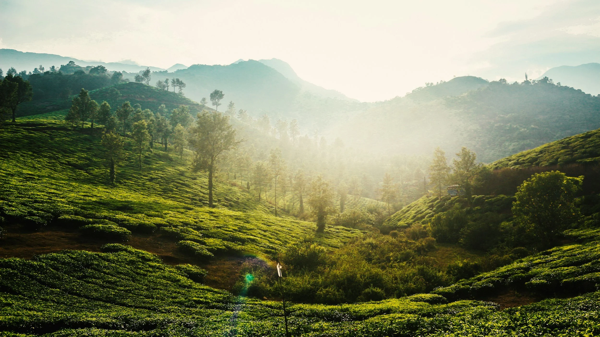Lush green tea plantations on rolling hills with scattered trees, a misty mountain range in the background, and sunlight shining through the hazy sky.