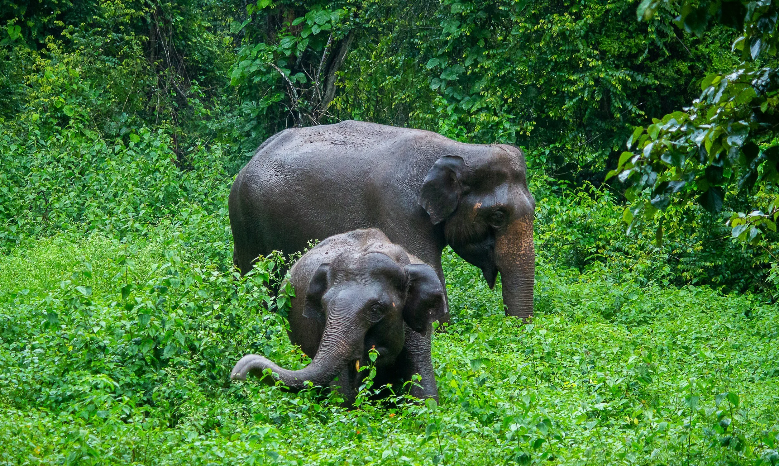 Two elephants, a young one and an adult, walking through a lush green forest.