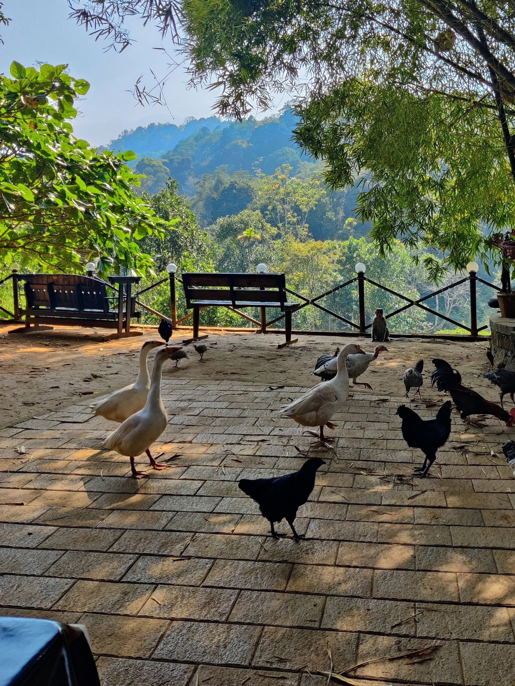 Person feeding ducks and chickens on a brick patio surrounded by lush green trees and mountains in the background.