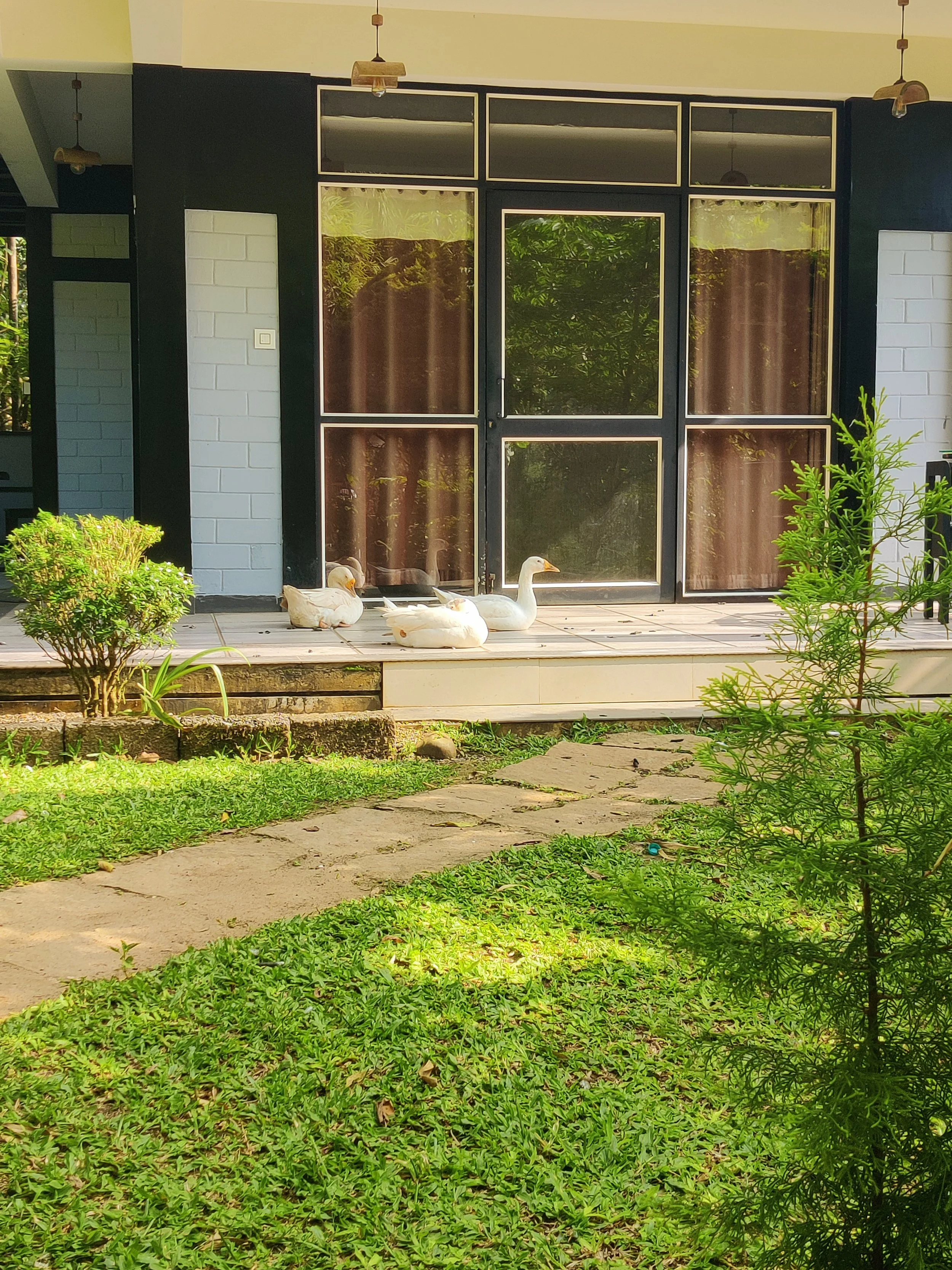 Three white ducks resting on a wooden porch in front of a glass door, with green grass and plants in the foreground.