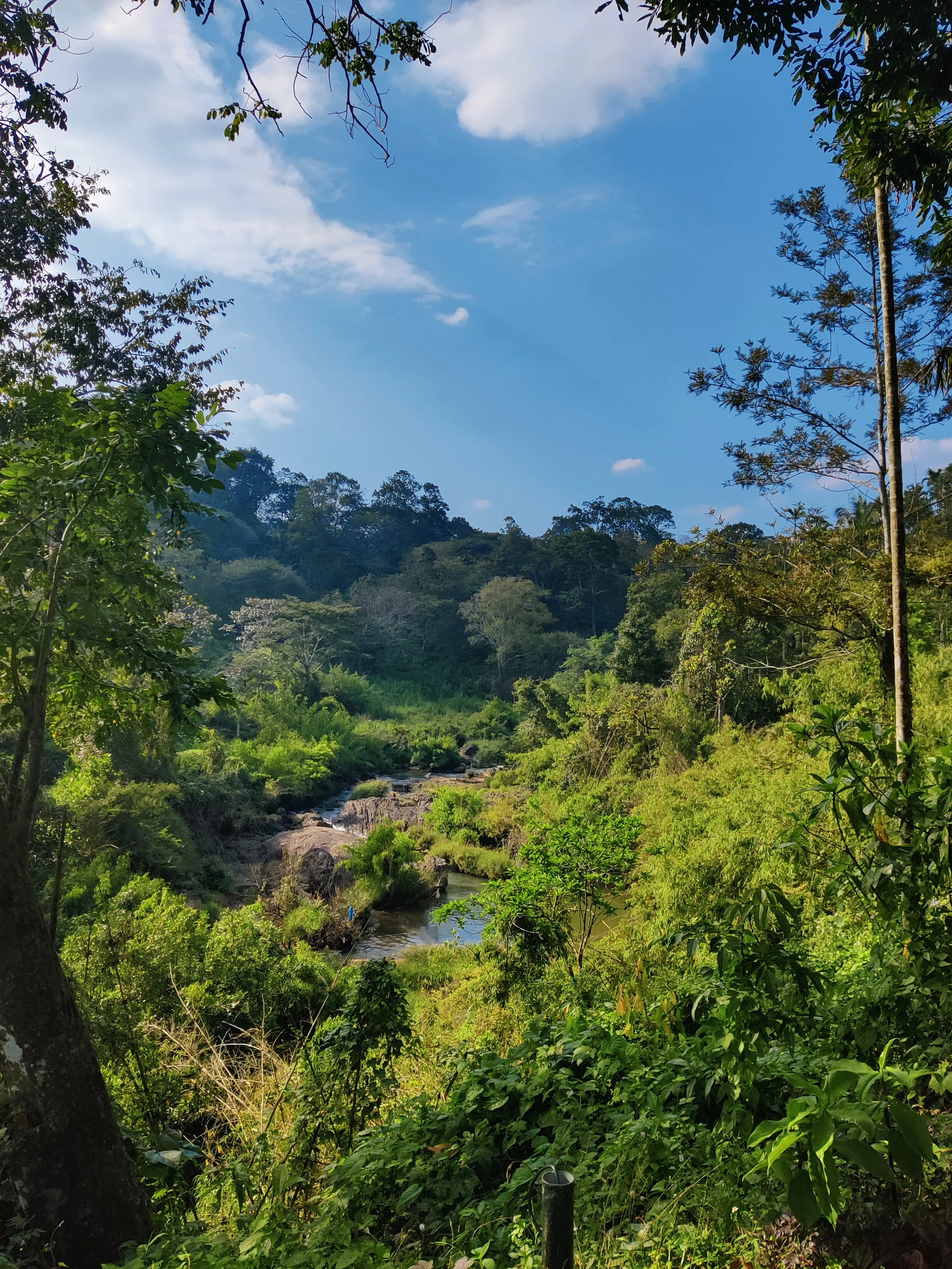A lush green landscape with a small river running through it, surrounded by trees and bushes under a bright blue sky with some clouds.