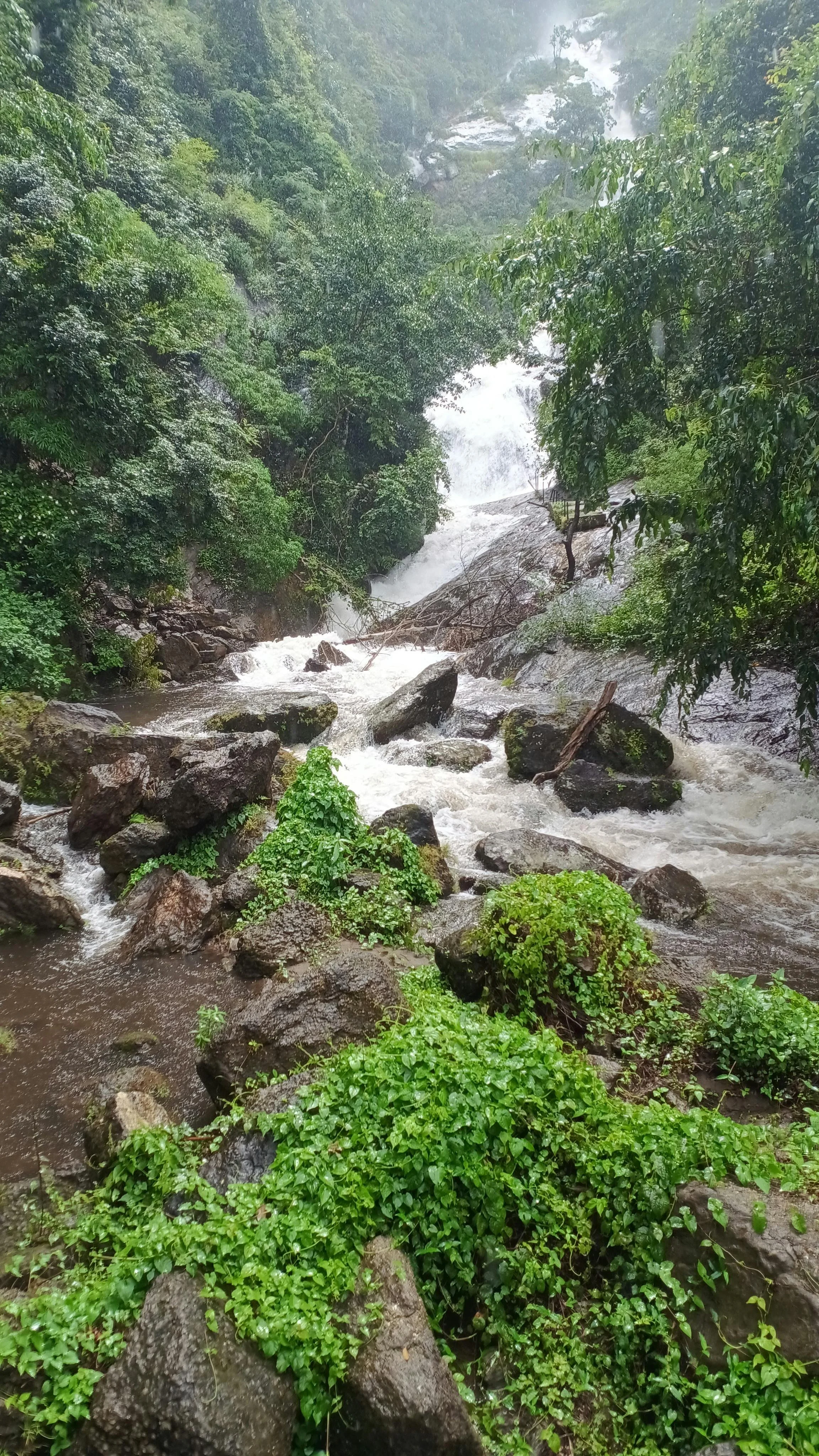 A mountain stream flowing over rocks surrounded by lush green trees and plants in a forested area.