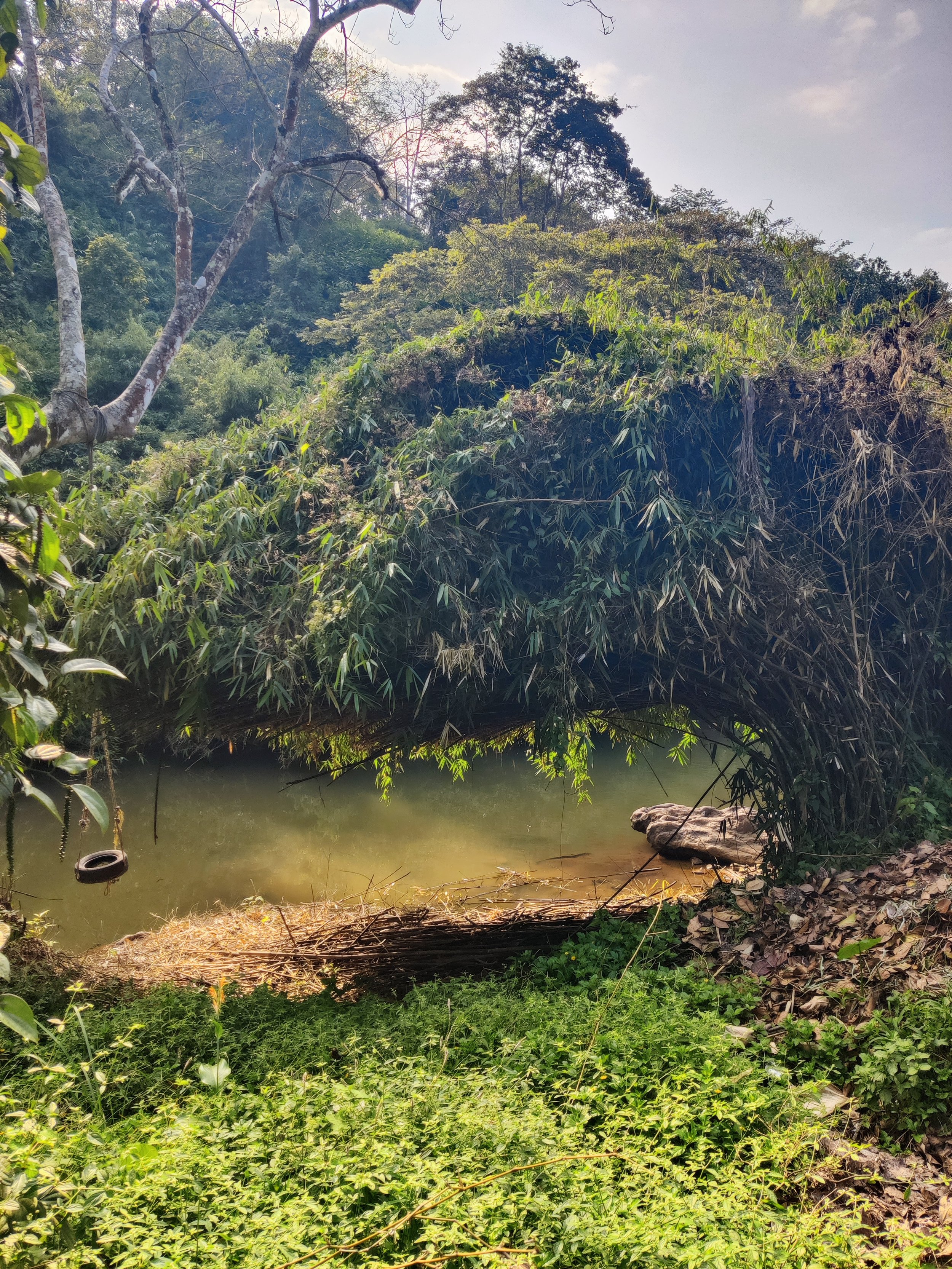 A natural scene with a small river or pond surrounded by lush green vegetation and trees. A makeshift bridge made of bent branches and leaves spans across the water. There is a tree with a tire hanging from one of its branches on the left side of the