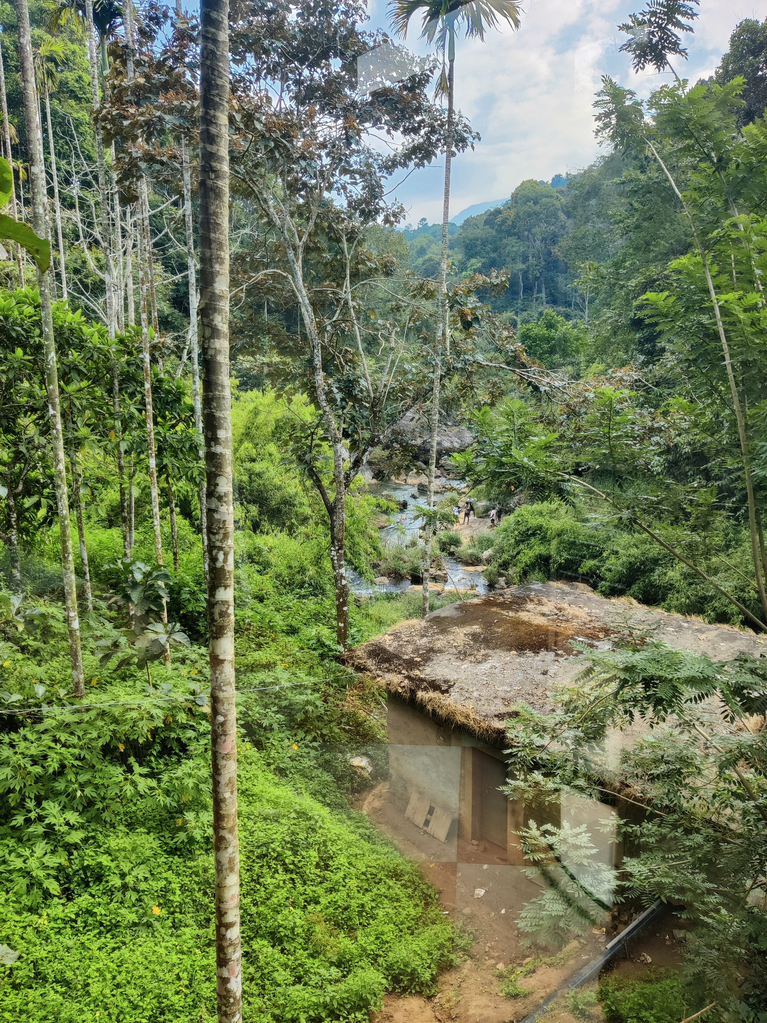 Lush green forest with tall trees, a small stream, and a rustic hut with a thatched roof in a tropical landscape.
