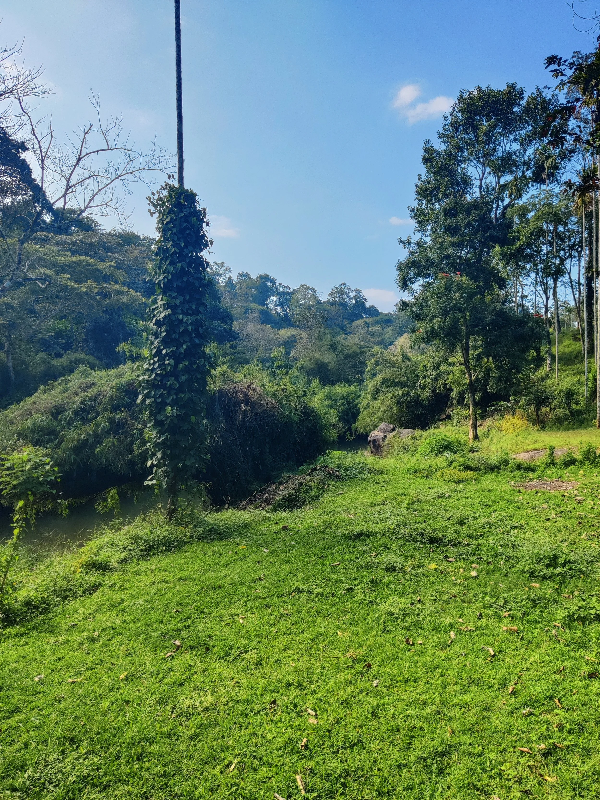 Green grassy area near a river with trees and hills in the background under a blue sky.