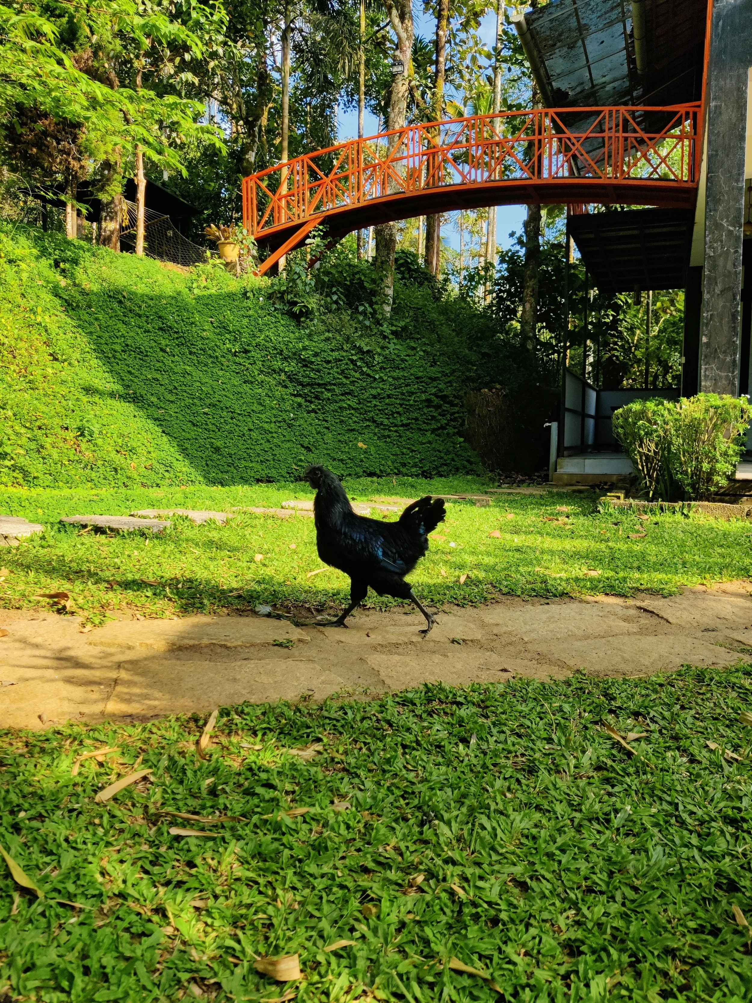 Black chicken walking on a stone pathway in a grassy yard with lush greenery and an orange bridge in the background.