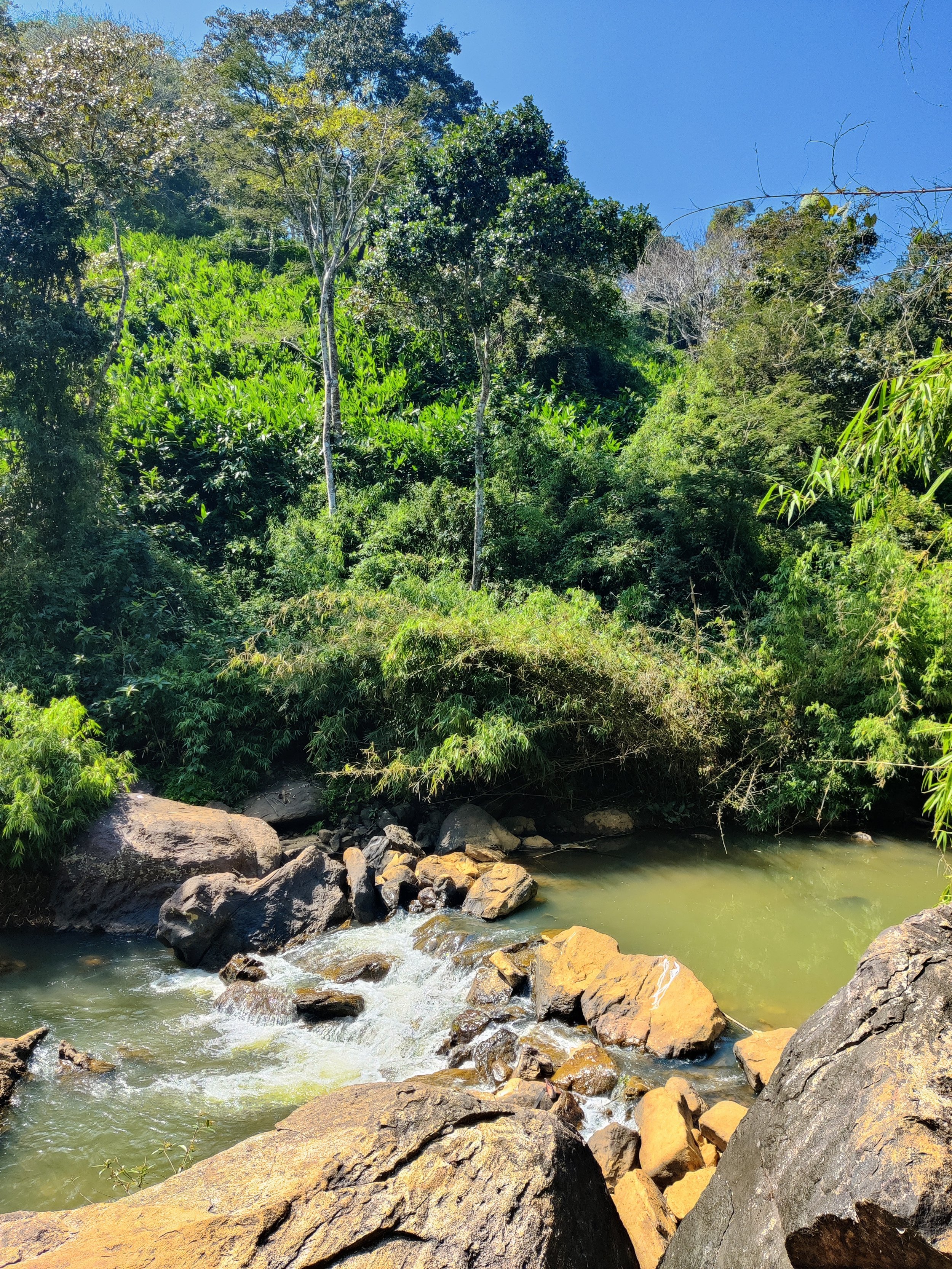 A small stream flowing over rocks in a lush green forest with tall trees and dense vegetation under a clear blue sky.