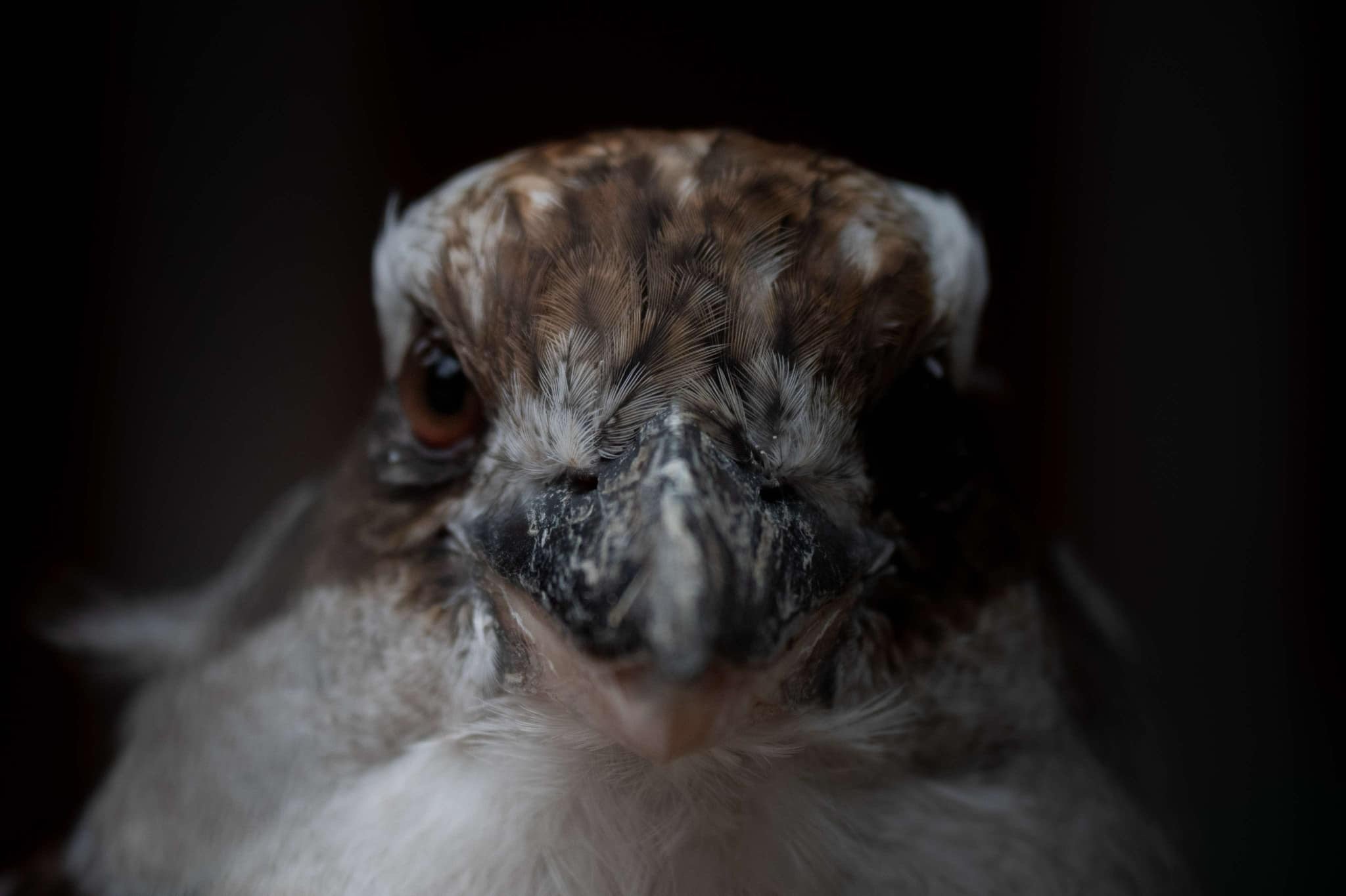 Life Through My Eyes.