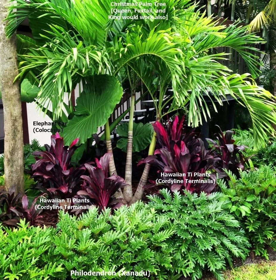 Um canteiro tropical de baixa manutenção com plantas adaptadas ao clima brasileiro.