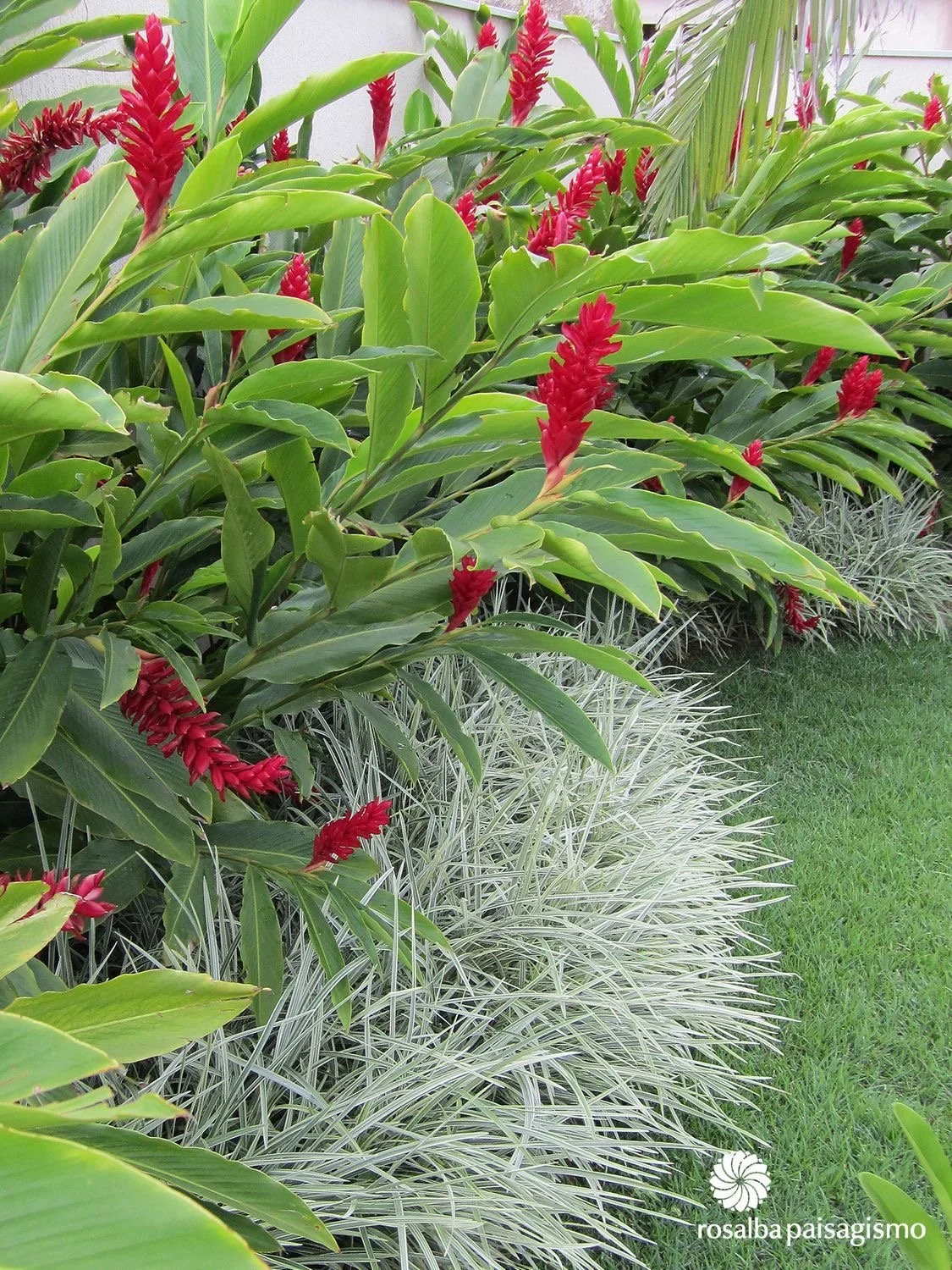 Combinação harmoniosa de Alpínia com Liríope no jardim tropical.