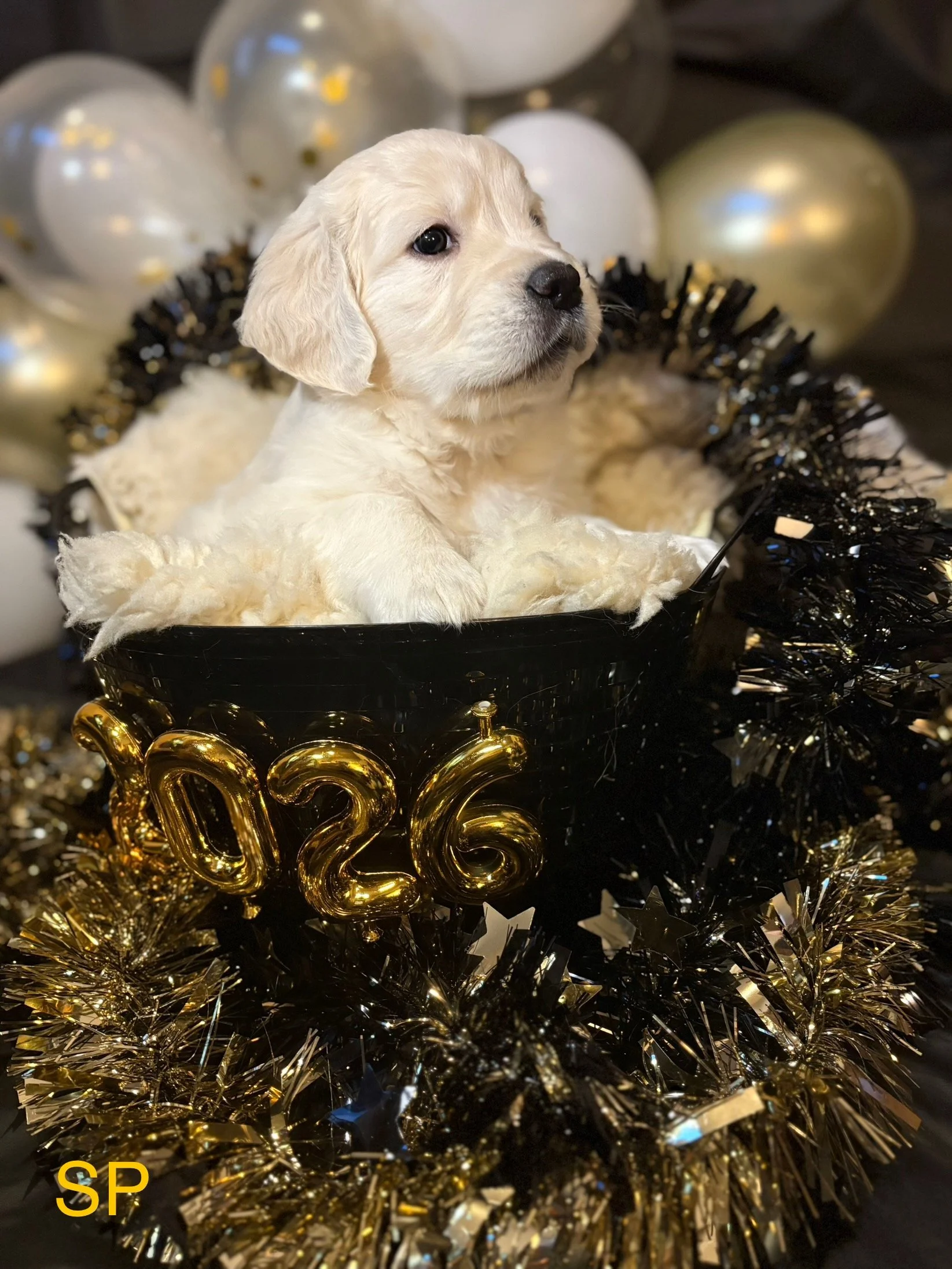 A cute golden retriever puppy sitting in a black container decorated for New Year's 2026, surrounded by black and gold tinsel and balloons, with gold balloon numbers '2026' on the front.