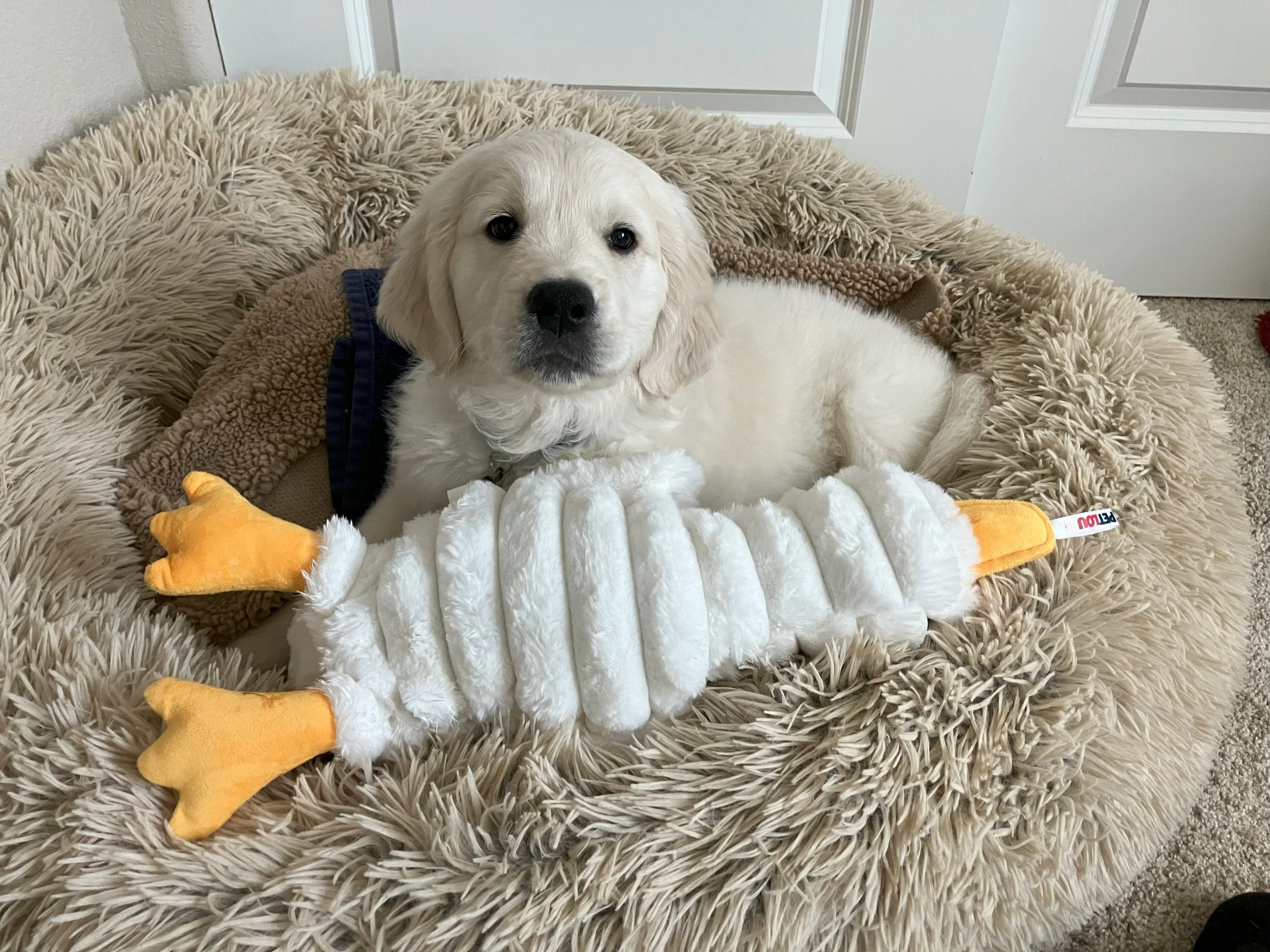 A cute puppy lying on a fluffy beige dog bed, holding a plush toy that resembles a roasted chicken leg with yellow feet.