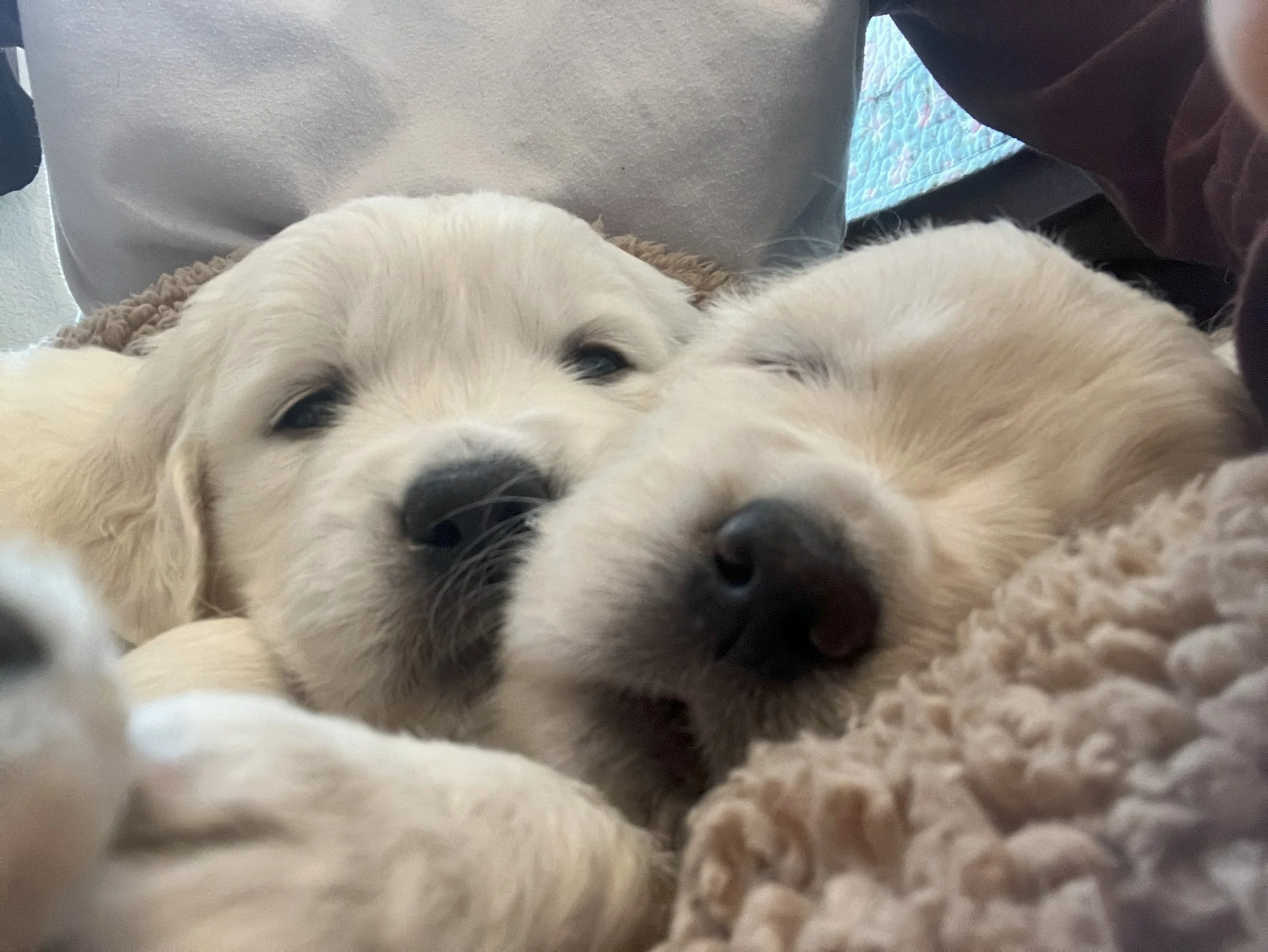 Two golden retriever puppies resting closely together on a soft blanket.