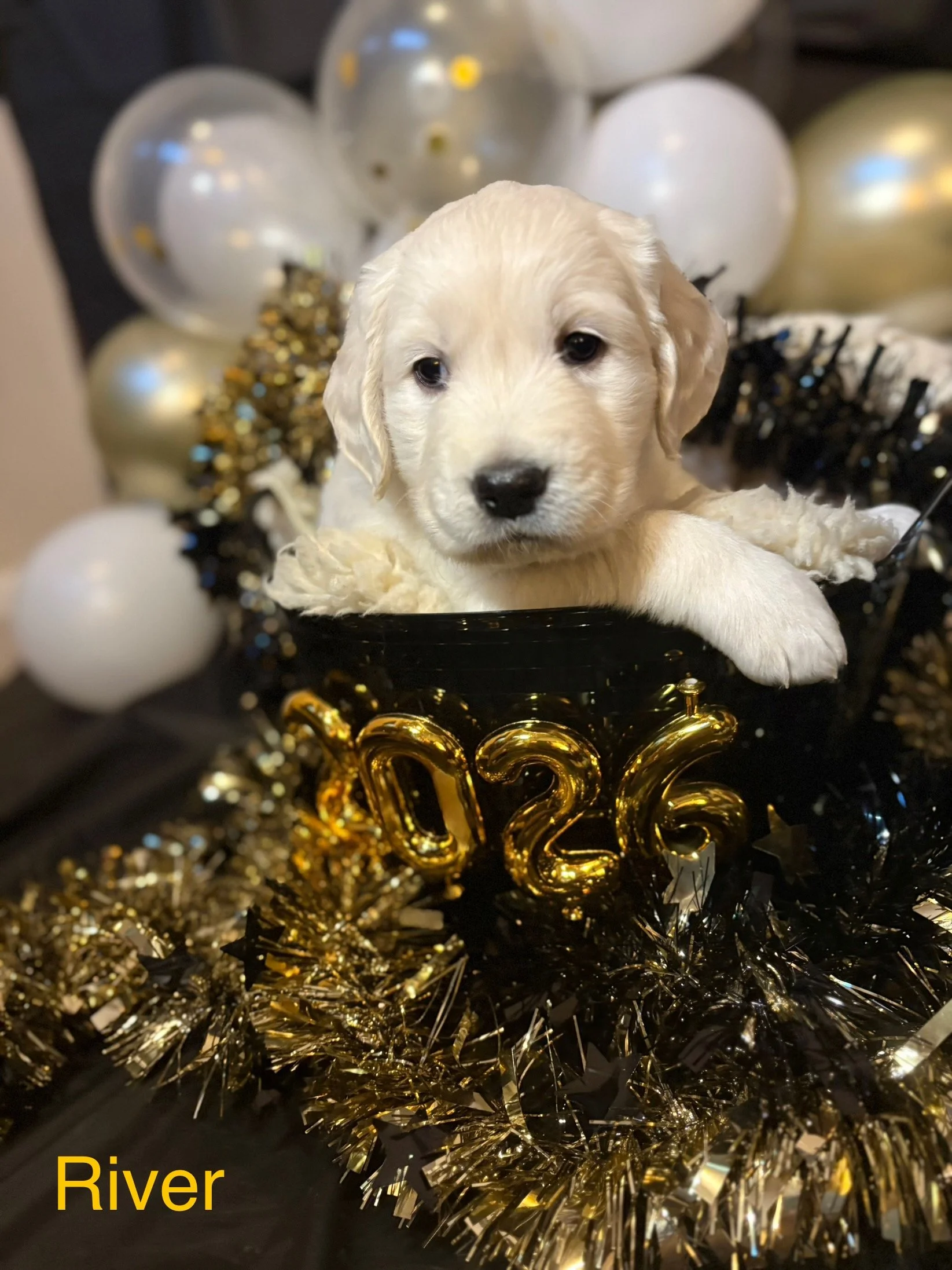 A cute yellow Labrador puppy with a black nose and dark eyes, sitting in a black container with gold '2026' balloons. The background features white and gold balloons and gold and black tinsel, with the word 'River' in yellow text at the bottom.
