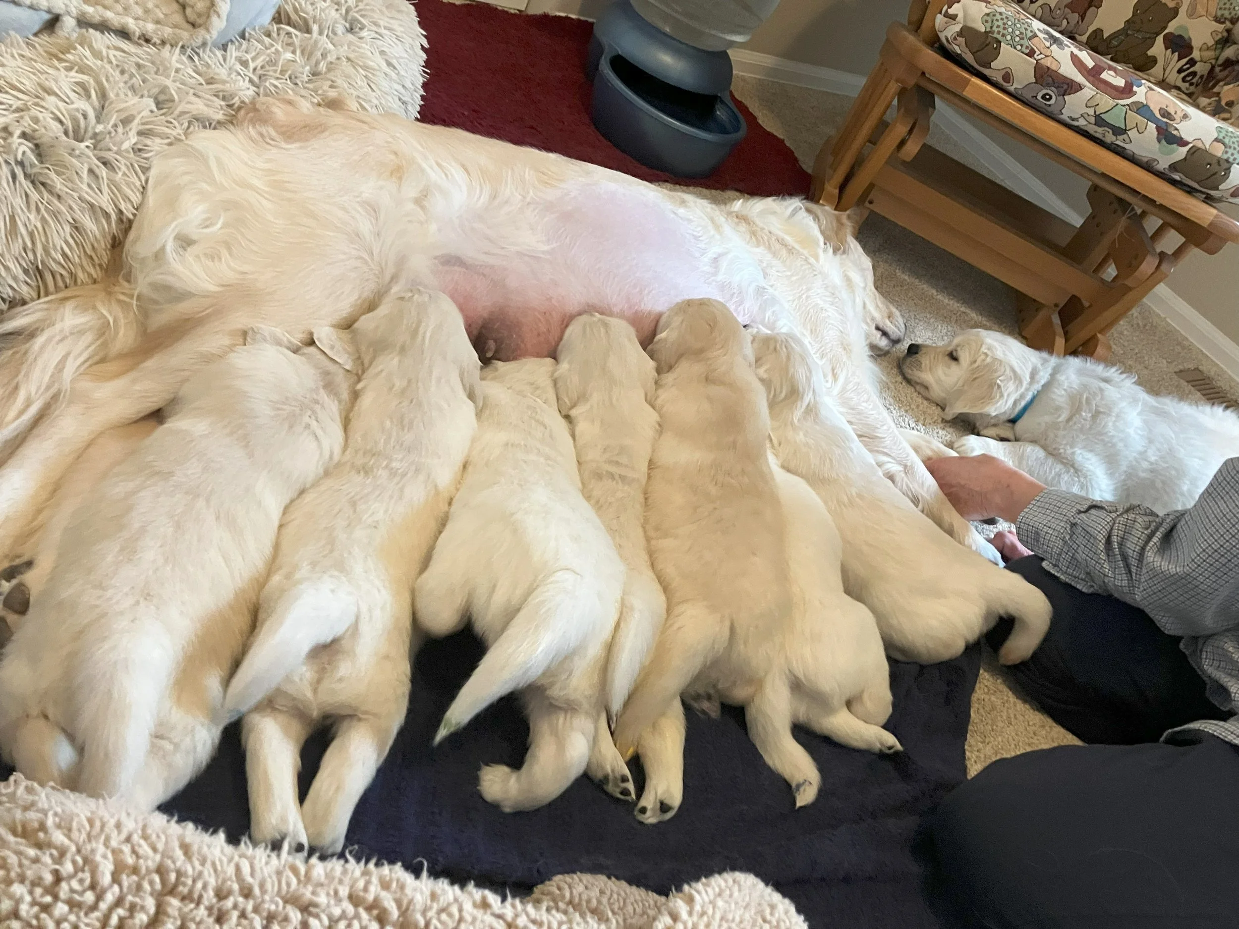 A large Golden Retriever mother dog lying on her side on a blanket, nursing her seven yellow puppies. Another puppy with a blue collar is lying nearby, looking at a person in a gray checkered shirt.