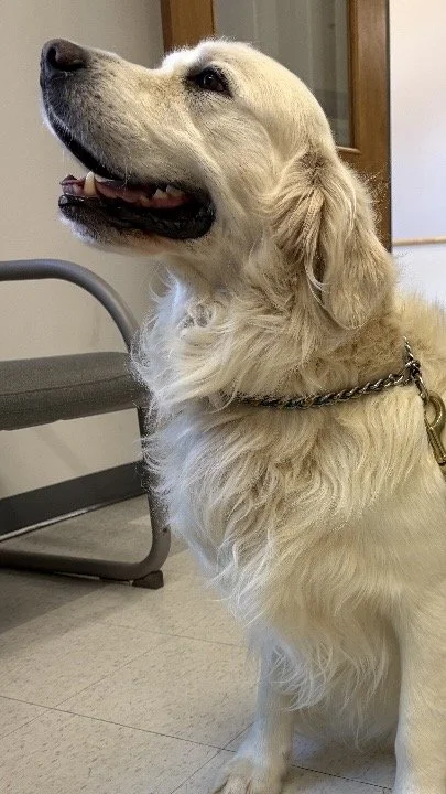 Golden retriever sitting indoors near a chair, looking upwards with its mouth slightly open.