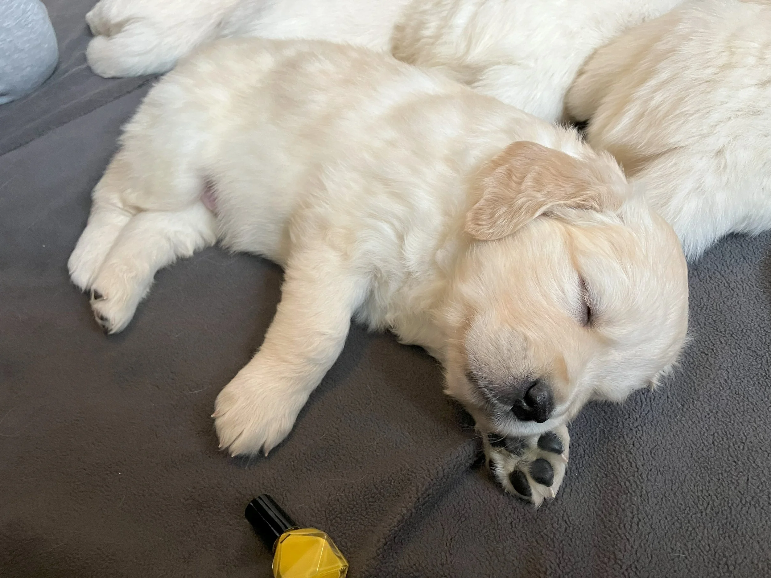 A sleeping golden retriever puppy lying on a dark gray surface with a yellow bottle in front of it.