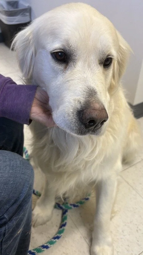 Close-up of a large, white, fluffy dog sitting indoors, with a person's hand gently holding the side of its face.