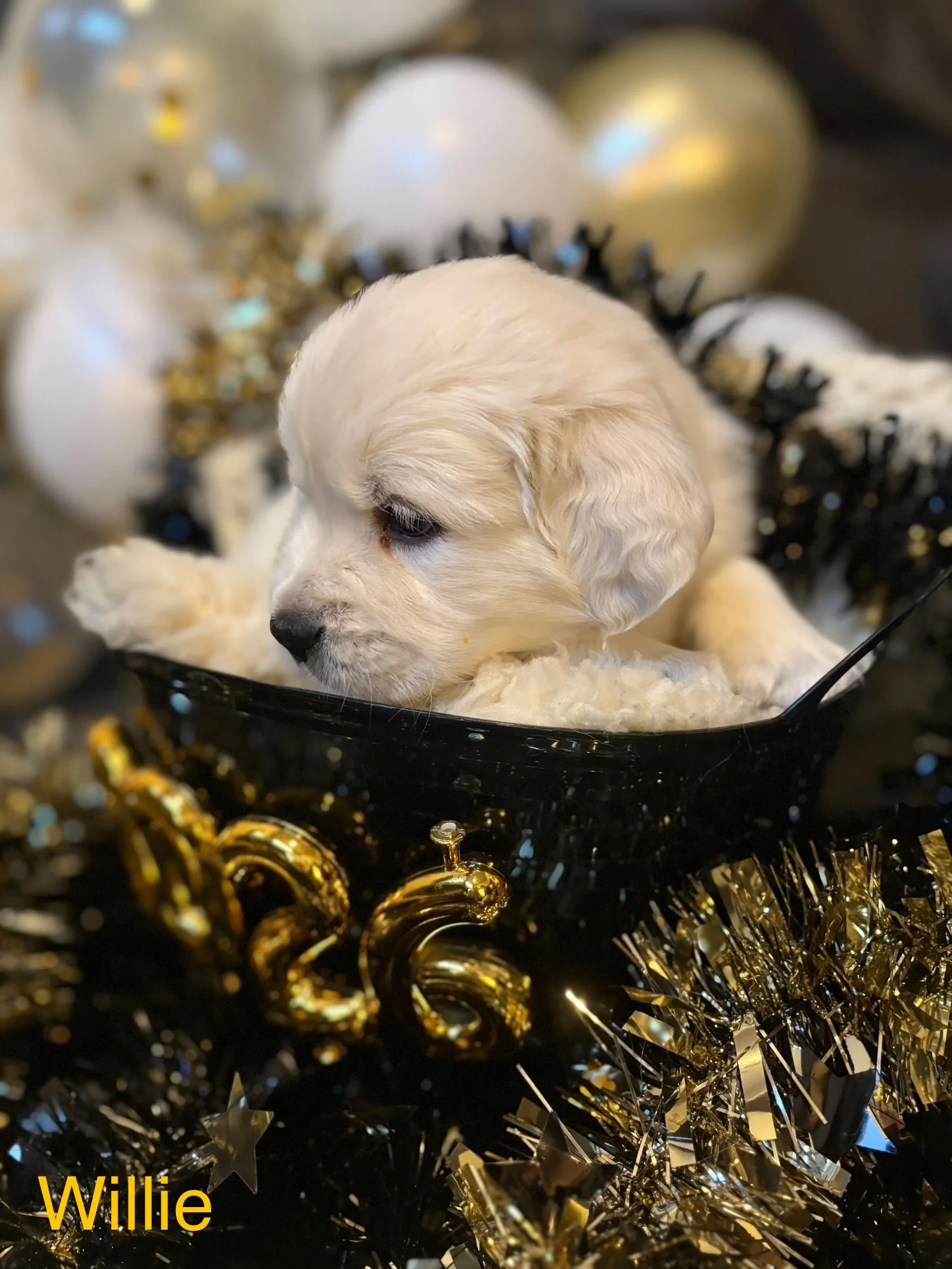 A small, light-colored puppy, likely a Labrador Retriever, sitting inside a black decorative bowl surrounded by gold and silver Christmas ornaments and tinsel.