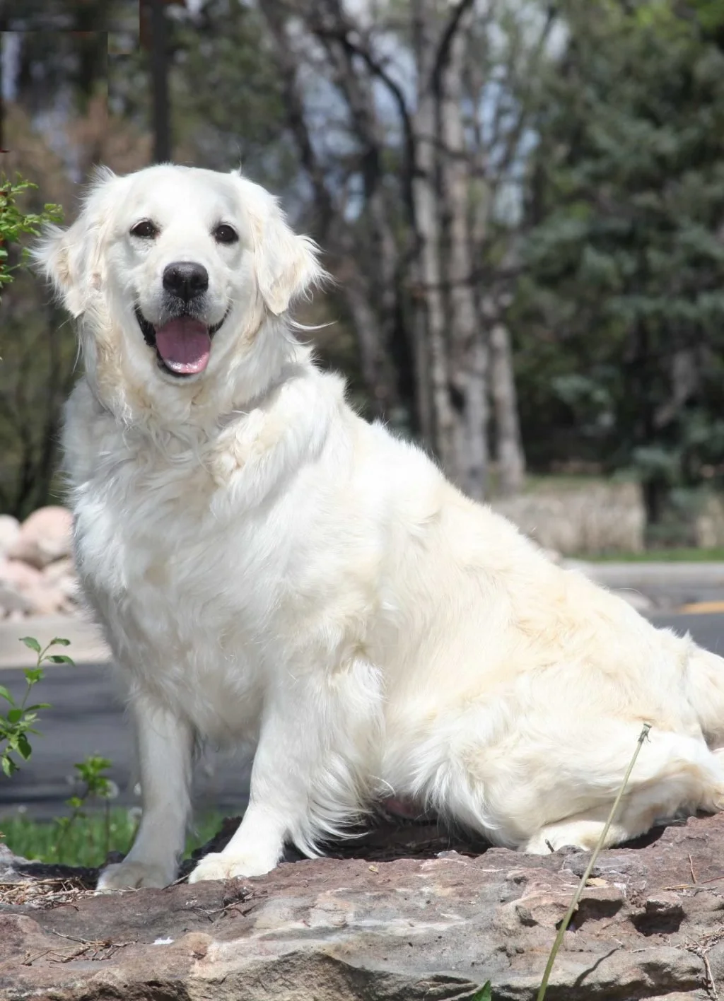 A happy Golden Retriever dog sitting outdoors on a rock with green plants and trees in the background.