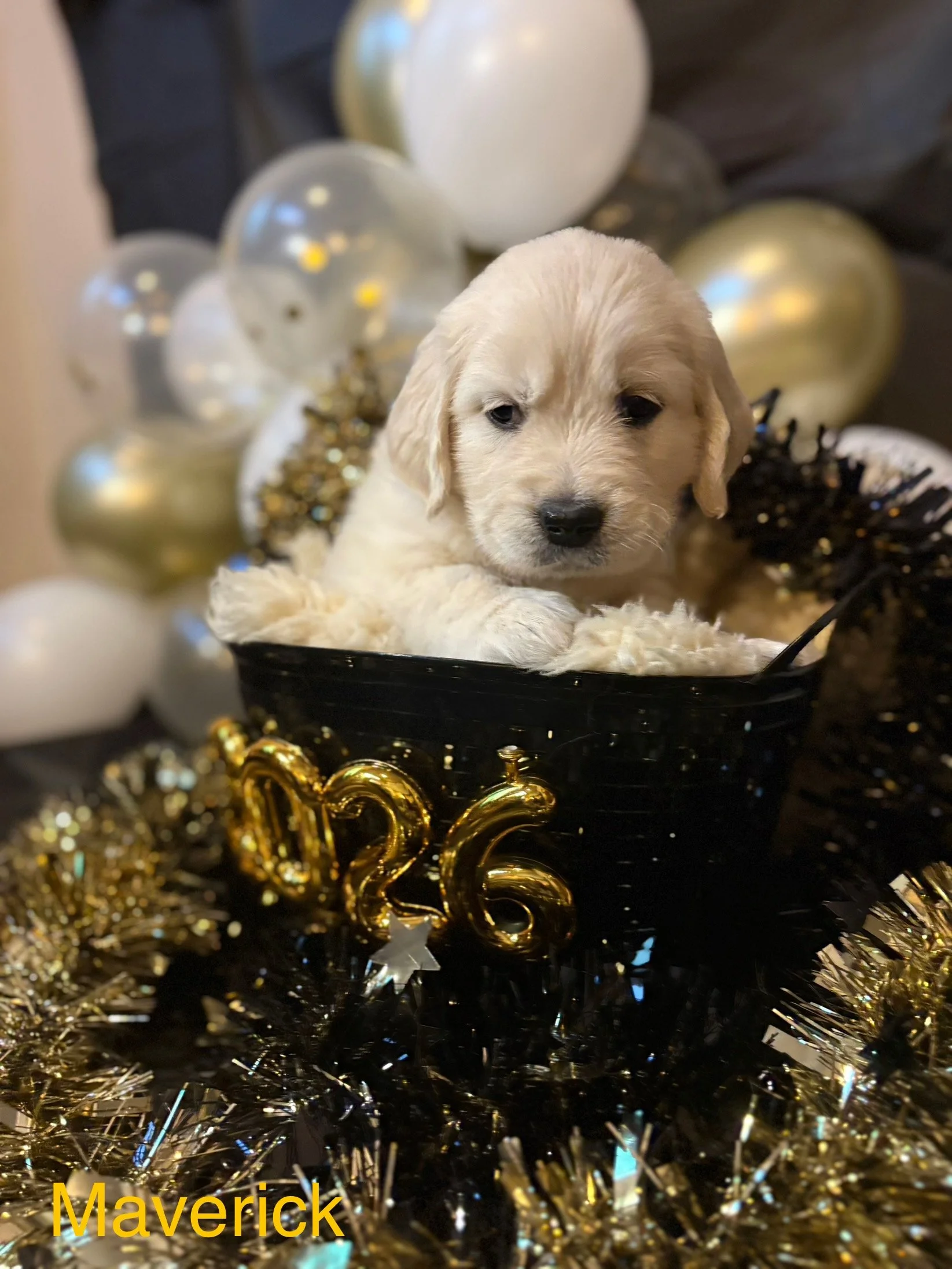 A small light-colored puppy in a black container decorated for a New Year's celebration with "2026" in gold, surrounded by gold and black tinsel and balloons in gold, white, and clear colors in the background. The puppy's name, Maverick, is written in yellow at the bottom.