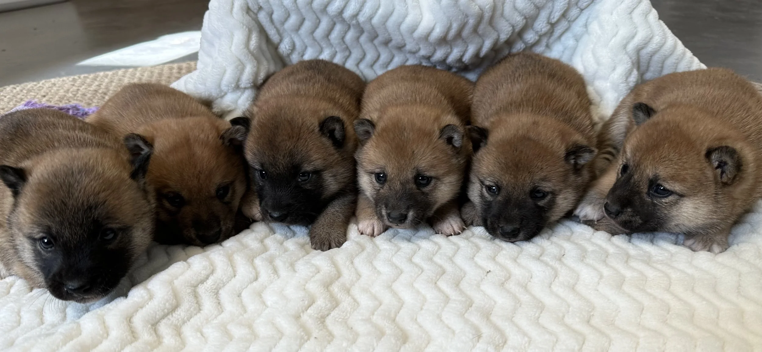 Six brown and black puppies lying on a white textured blanket, with a white blanket draped in the background.