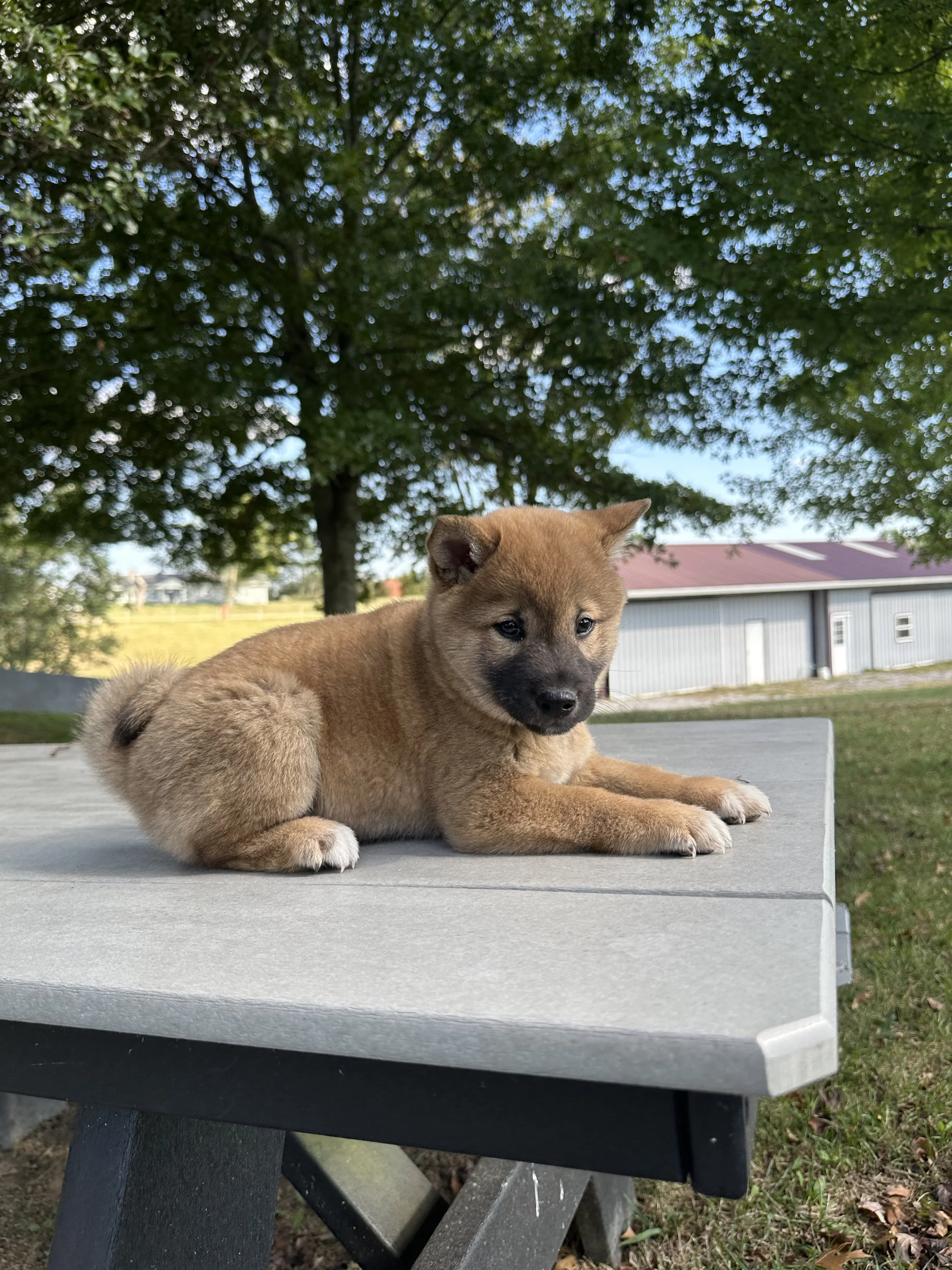 A puppy lying on a gray outdoor table with trees and a building in the background.
