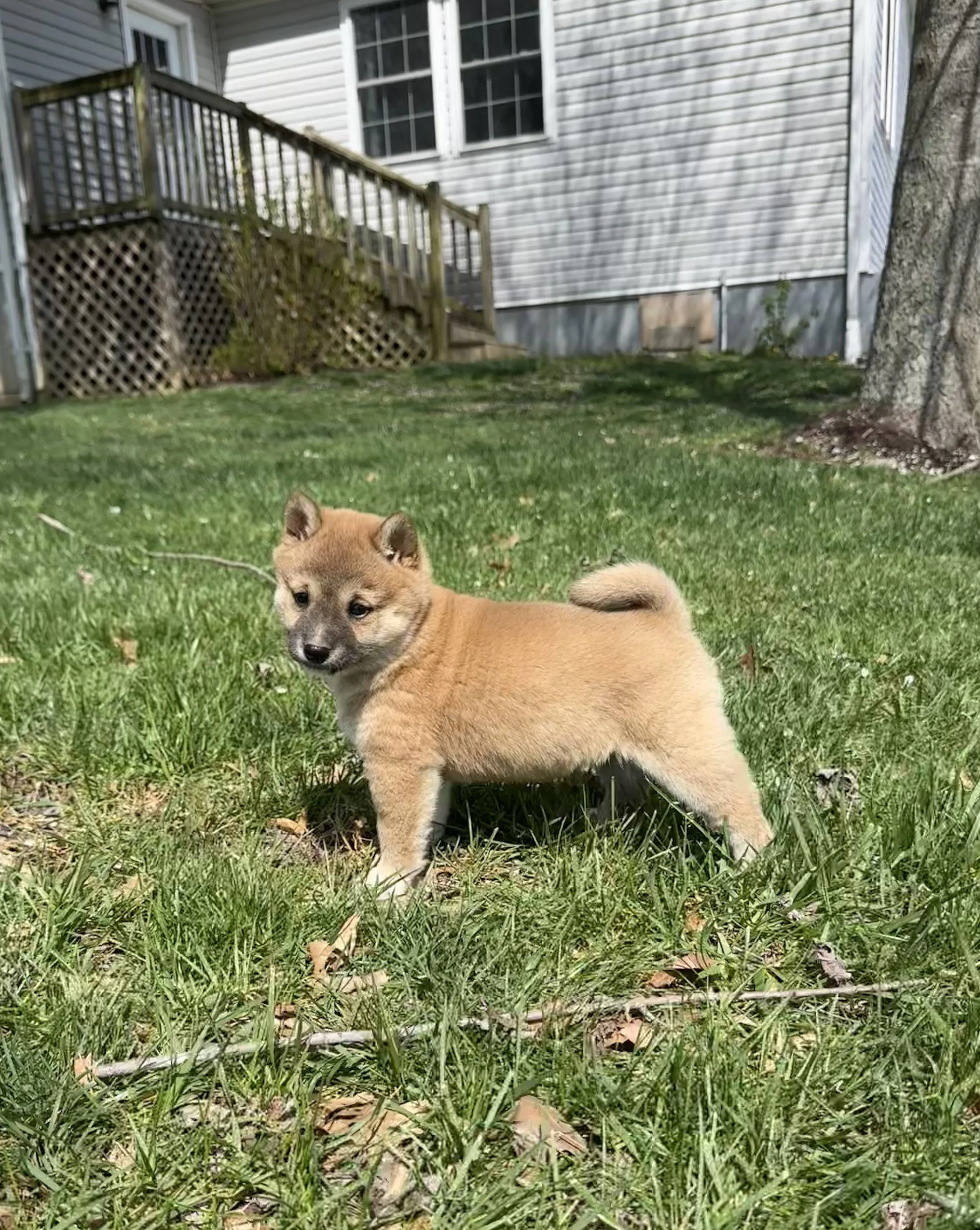 A small, tan Shiba Inu puppy standing on green grass in a backyard with a house, a staircase, and a large tree in the background.