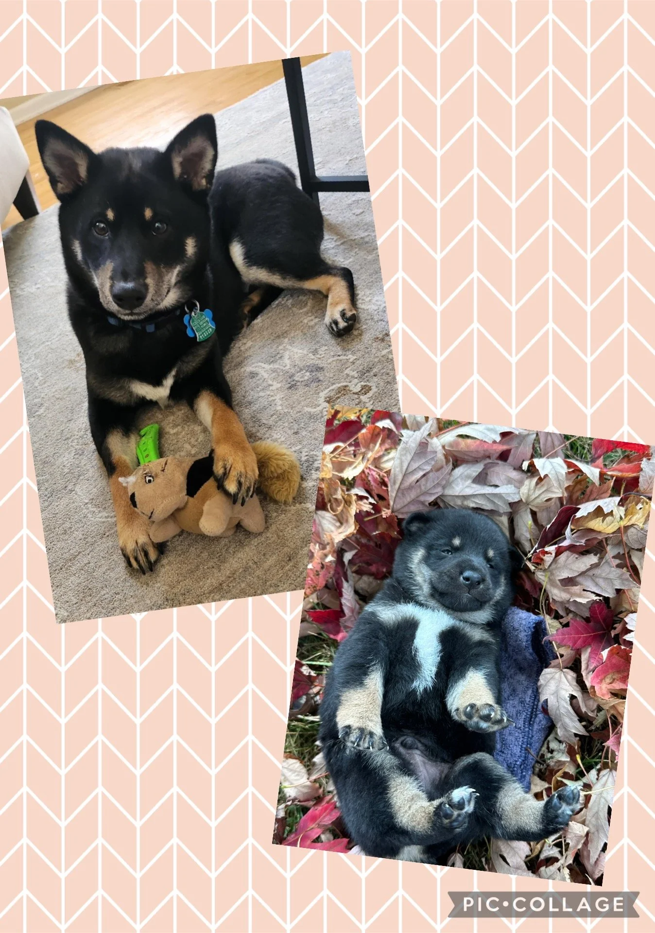 Two photos of adorable puppies on a pink patterned background. The first puppy, sitting on a carpet, is black with tan markings, holding a plush toy, and looking at the camera. The second puppy, lying on its back among fallen leaves, is black and tan