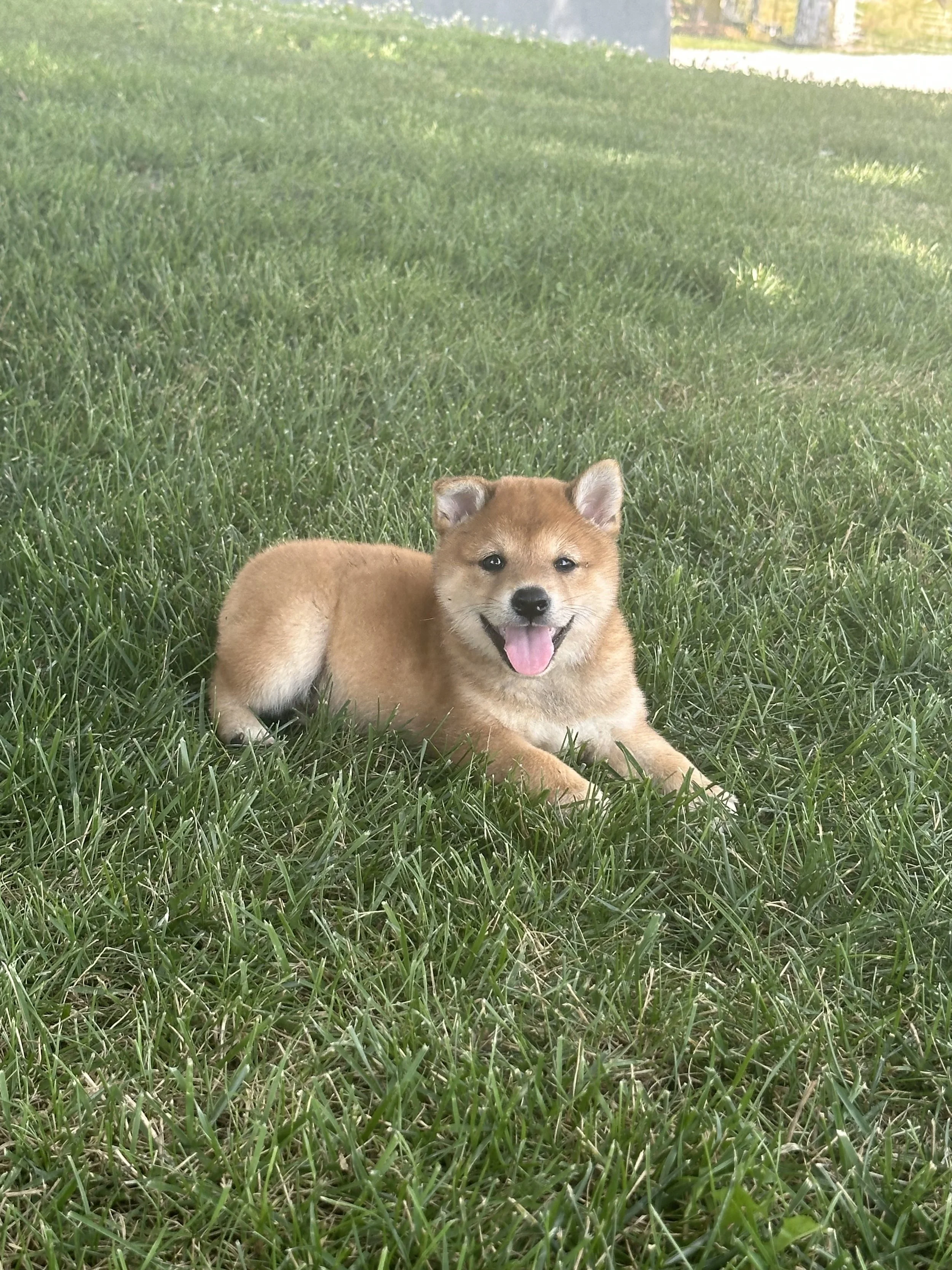 A happy puppy laying on green grass.