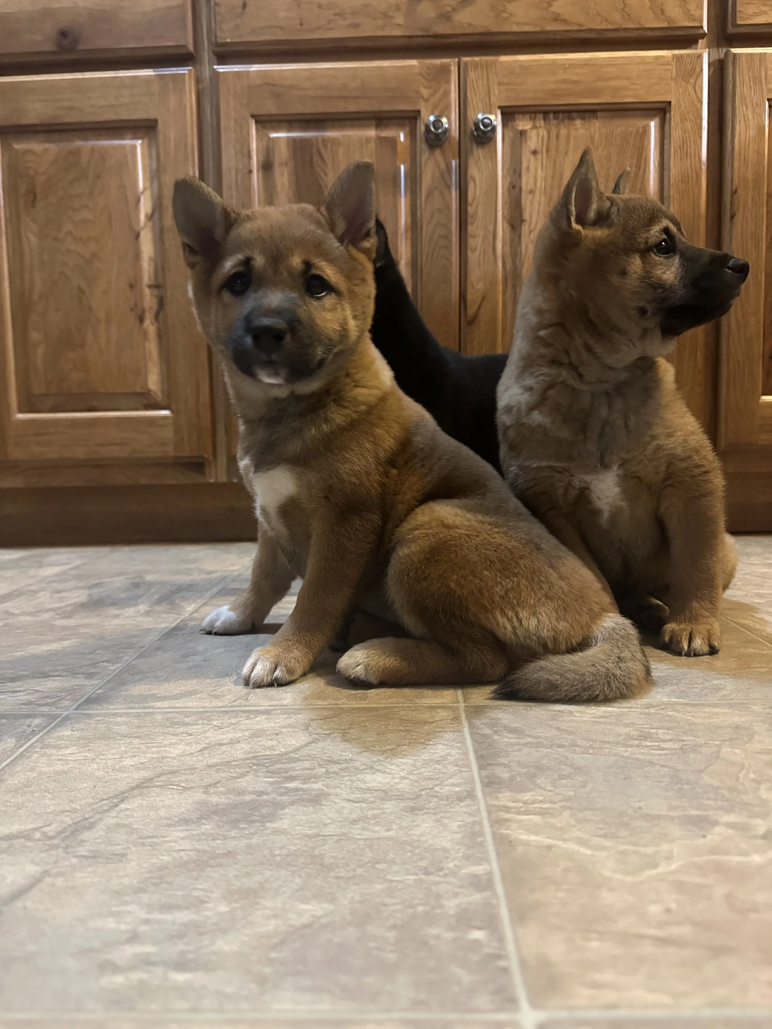 Three puppies sitting on a tile floor in front of wooden cabinets, one facing forward, two looking to the side.